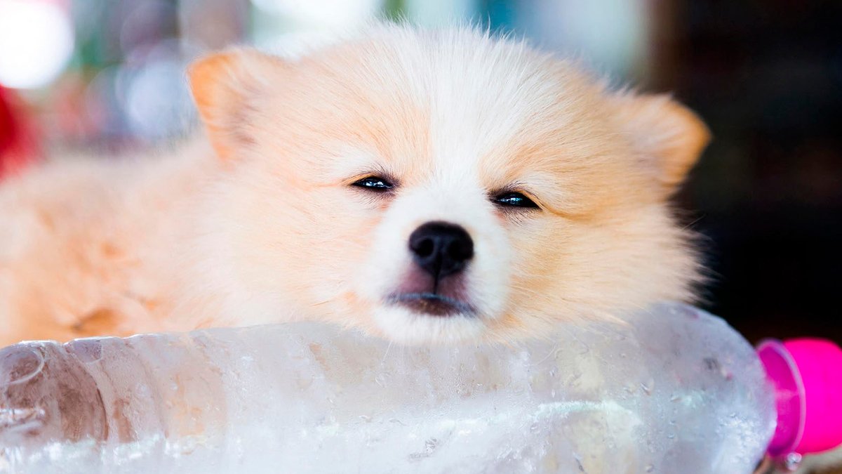 Protect Pets from Heatwave Dehydration and Sunburn - pet heat protection