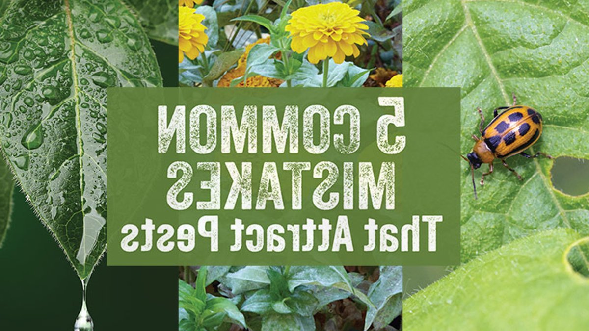Avoid These 5 Garden Pest Mistakes Avoid These 5 Garden Pest Mistakes - garden pest mistakes
