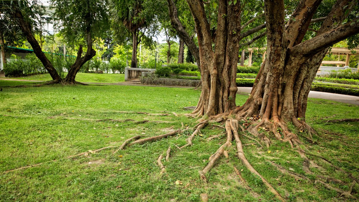 Tool Targets Tree Roots in Home Gardens Tool Targets Tree Roots in Home Gardens - tree roots