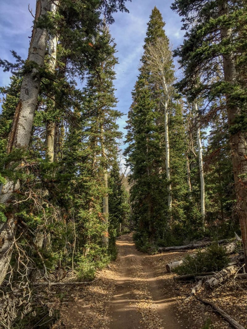 Paiute ATV Trail Barney Lake to Monroe Peak