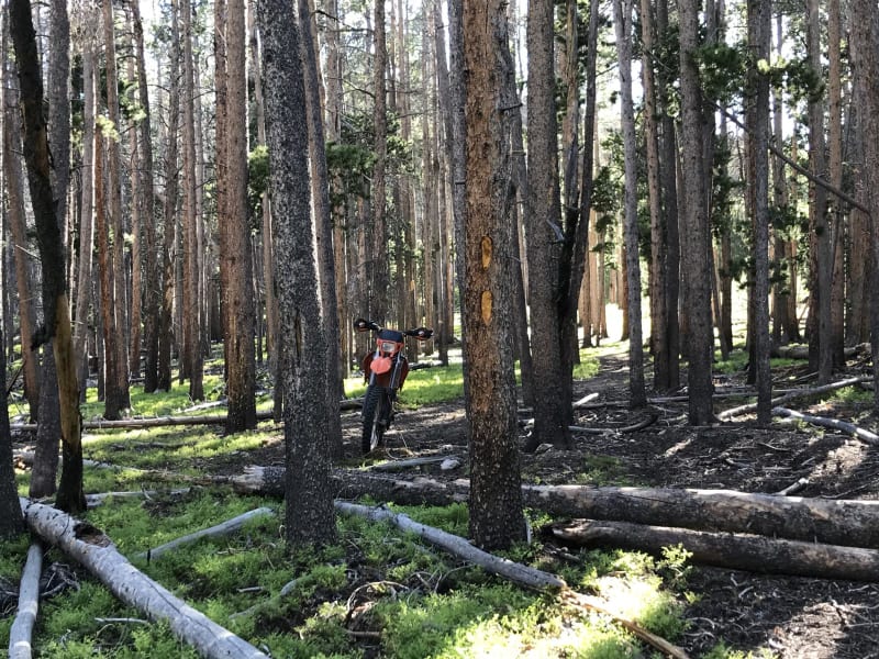 Pine Wedge