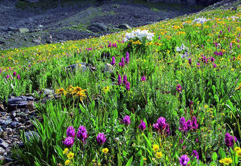 Black Bear Pass