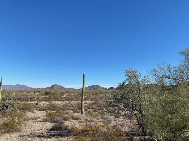 Sonoran Desert 8009
