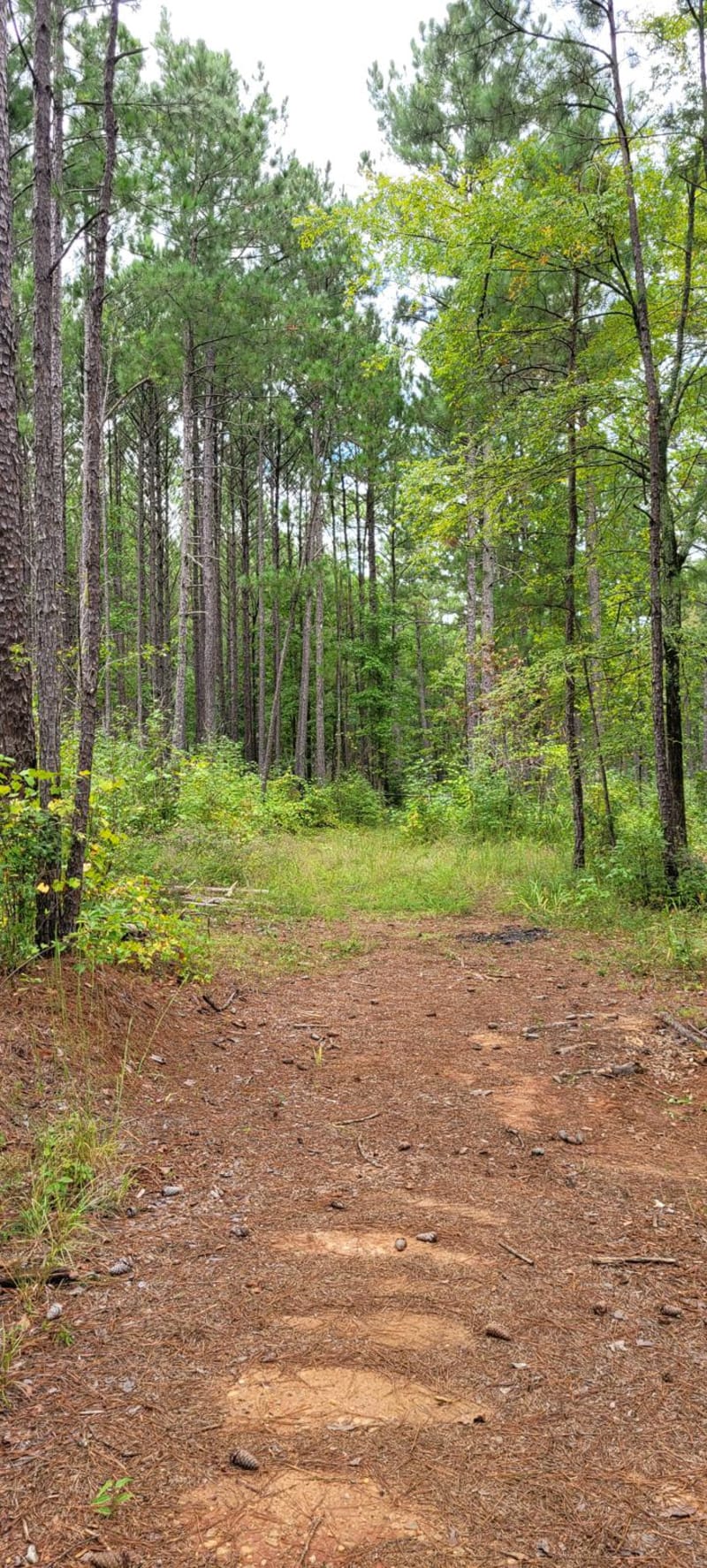 Lane Cemetery Trail
