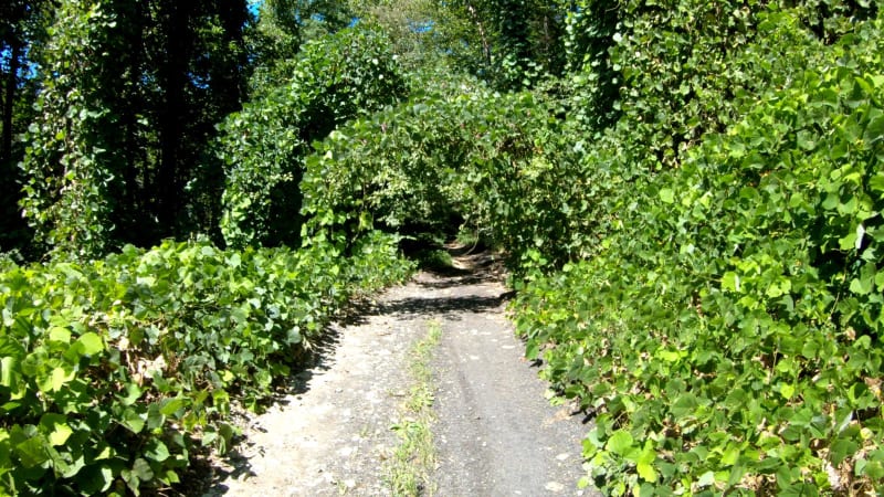 Walkers Creek