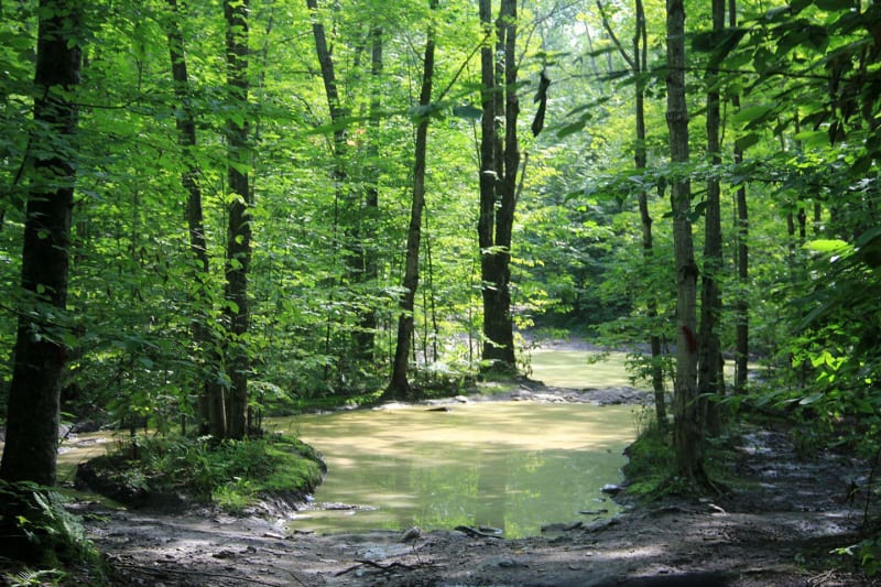 Conners Hole/Log Jam Area
