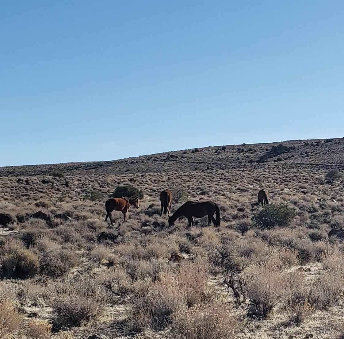 Wild Horse Trail