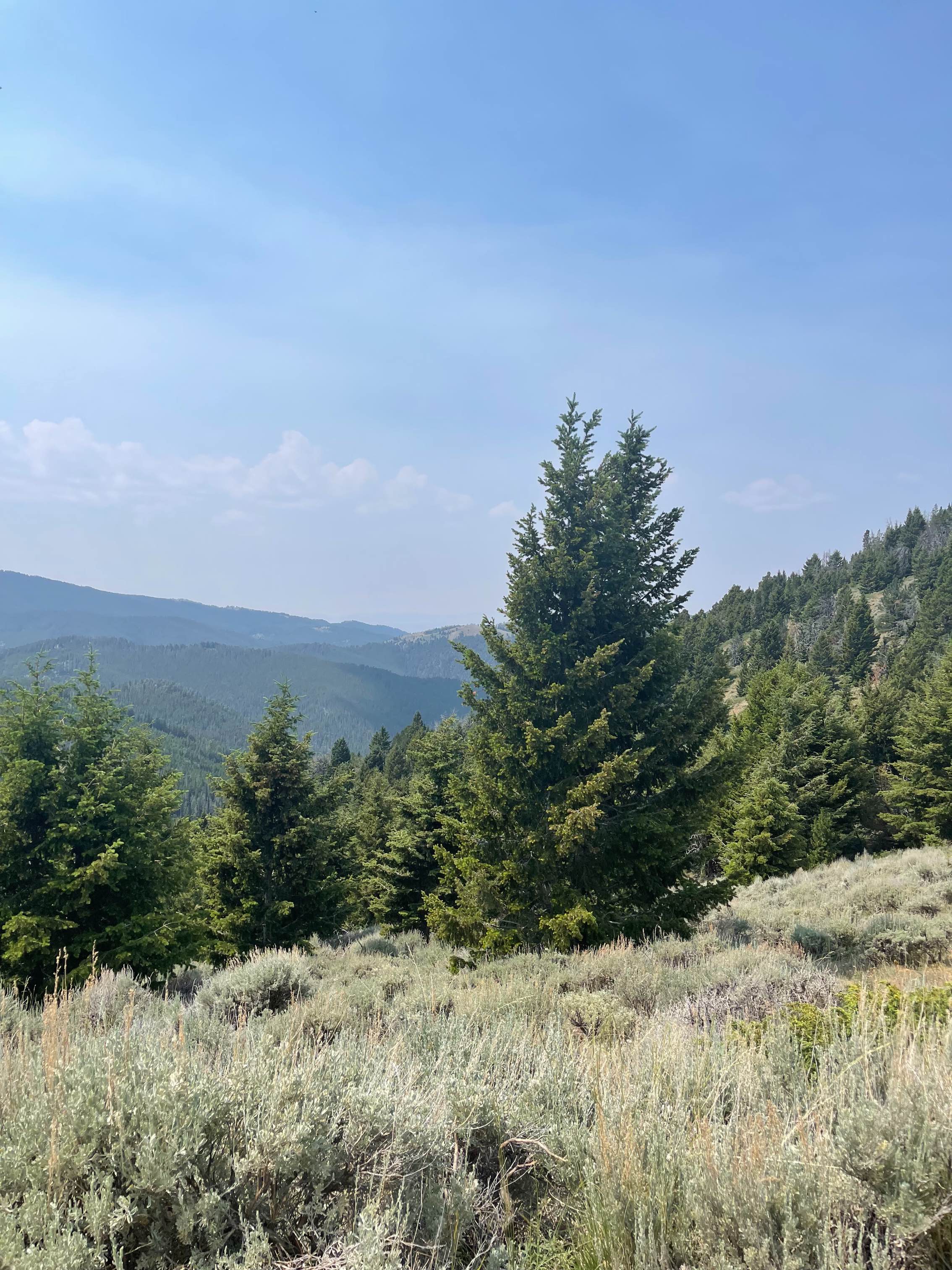 Barton Gulch and Offshoots