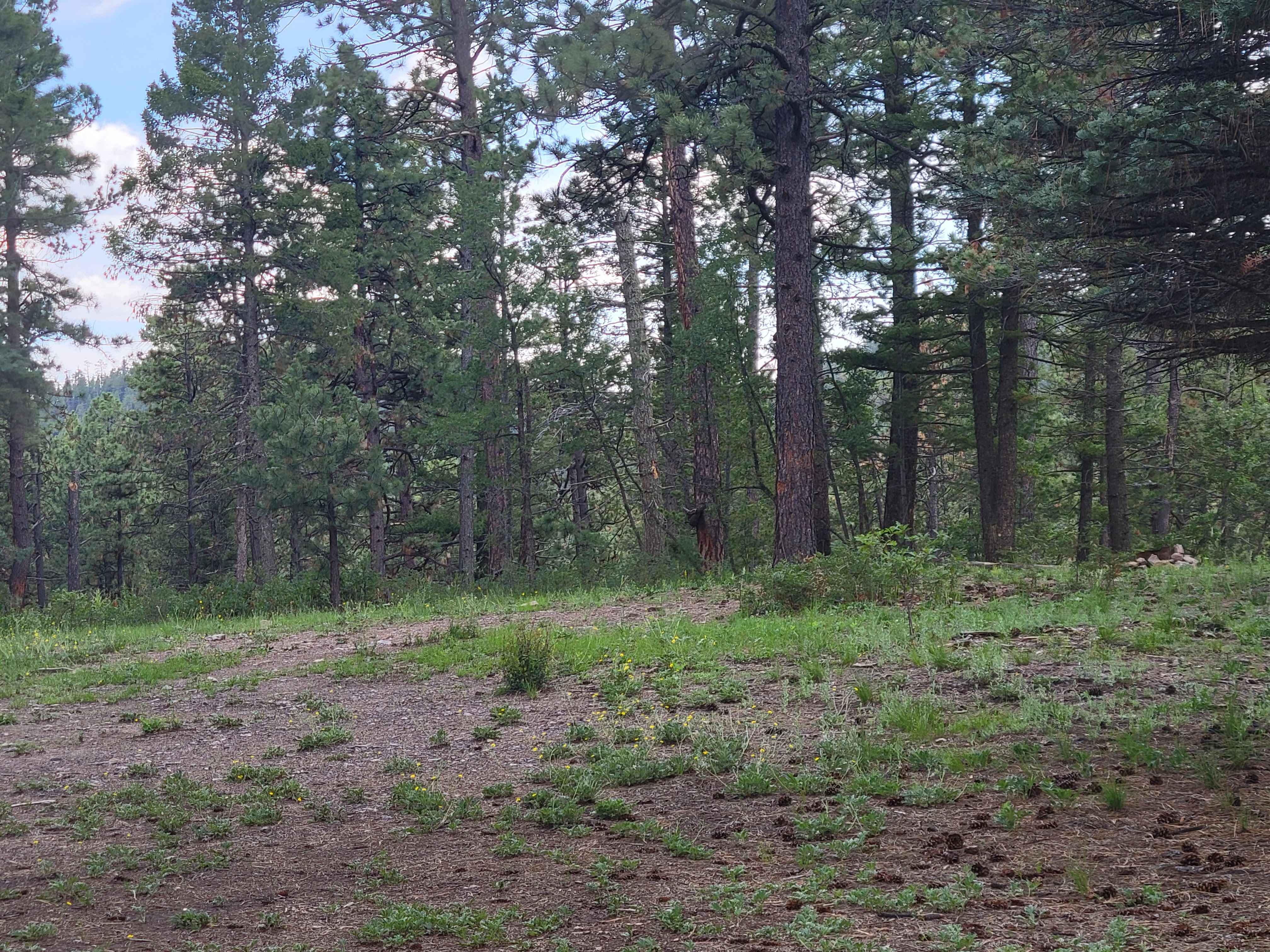 Glorieta Baldy, New Mexico OffRoad Trail Map & Photos onX Offroad