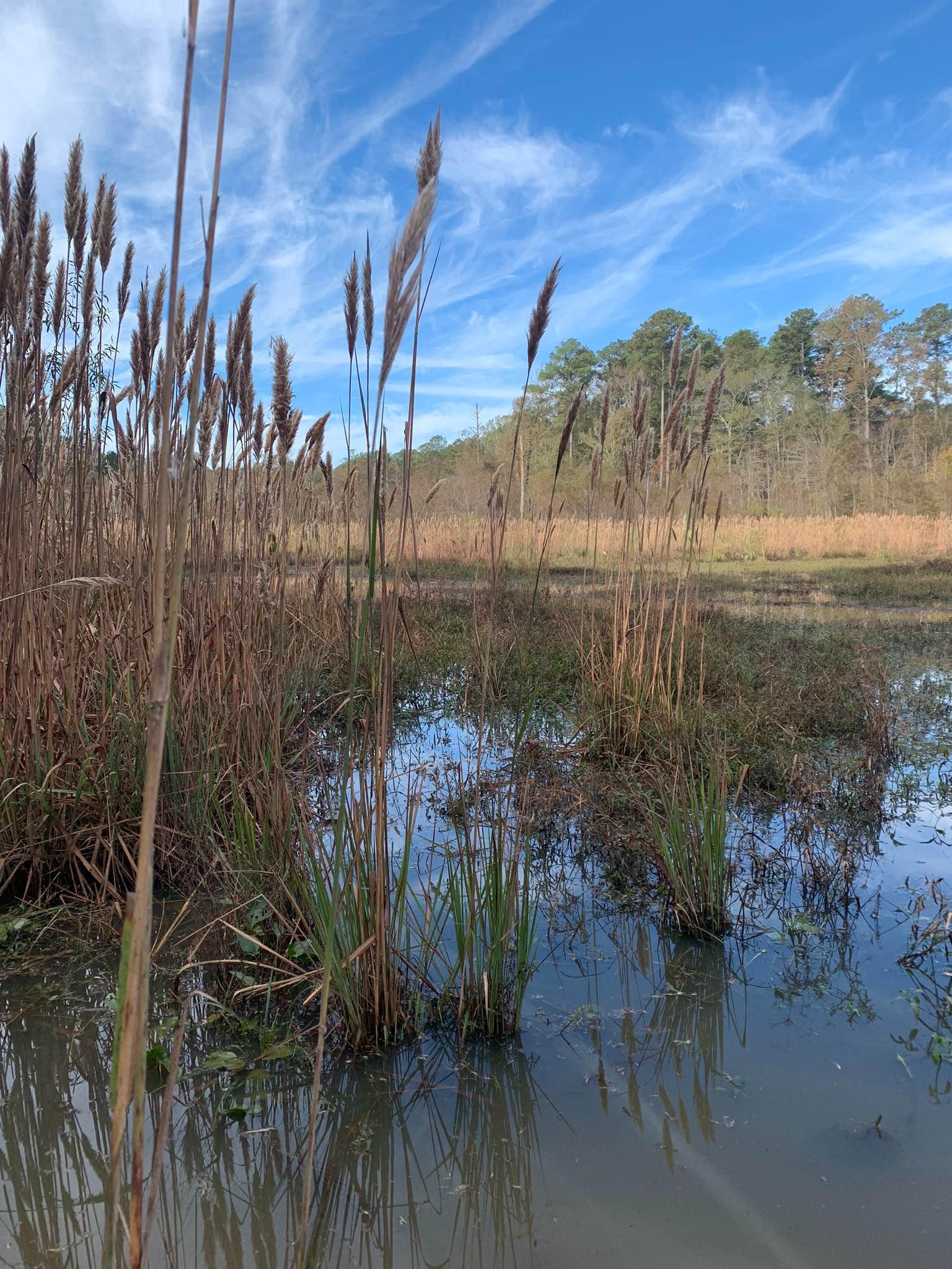 Beinville NF (Lena to Laurel)