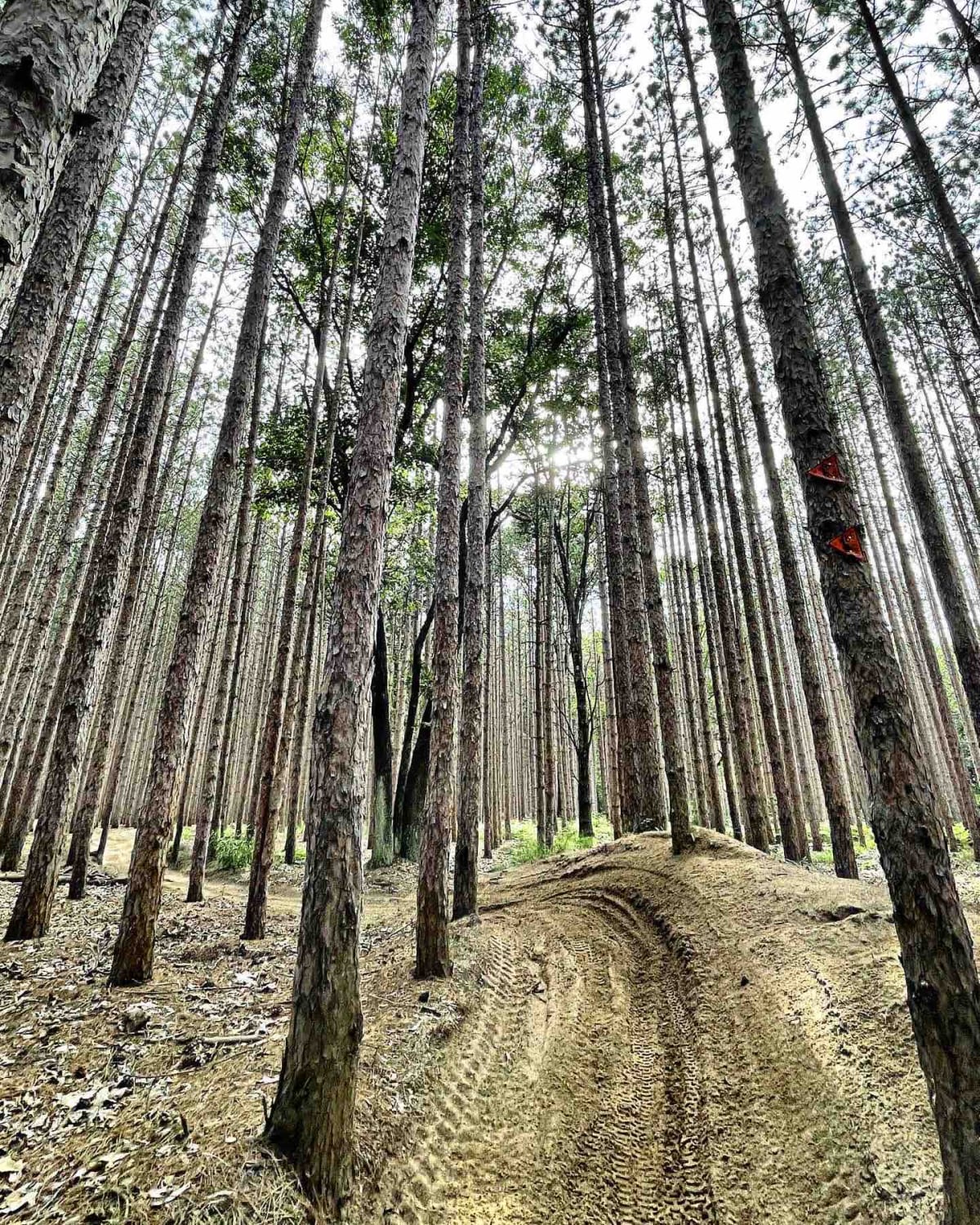 Cedar Creek Motorsport Trail (South Loop)