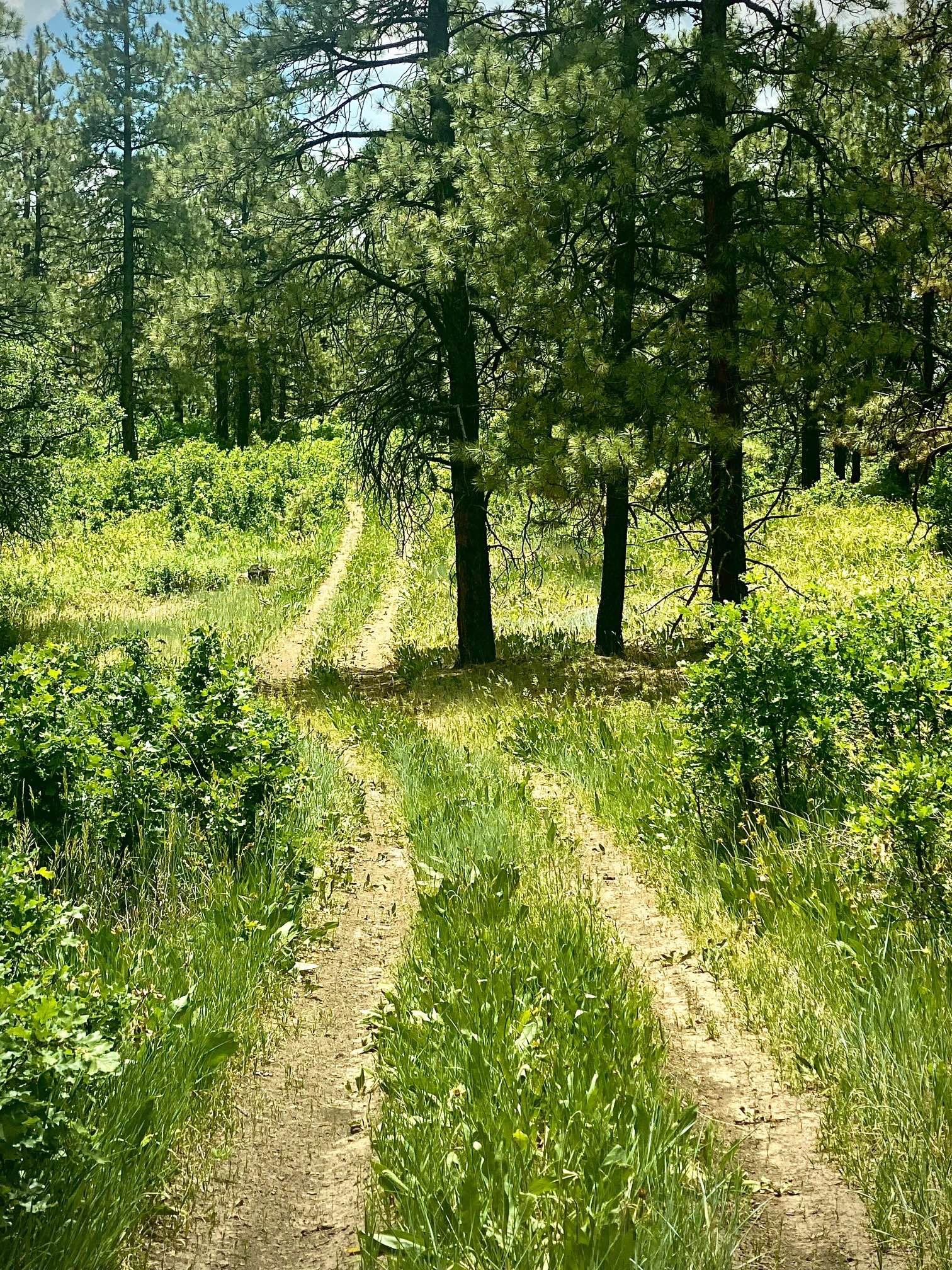 Eight Mile Mesa D-USFS Rd #651D