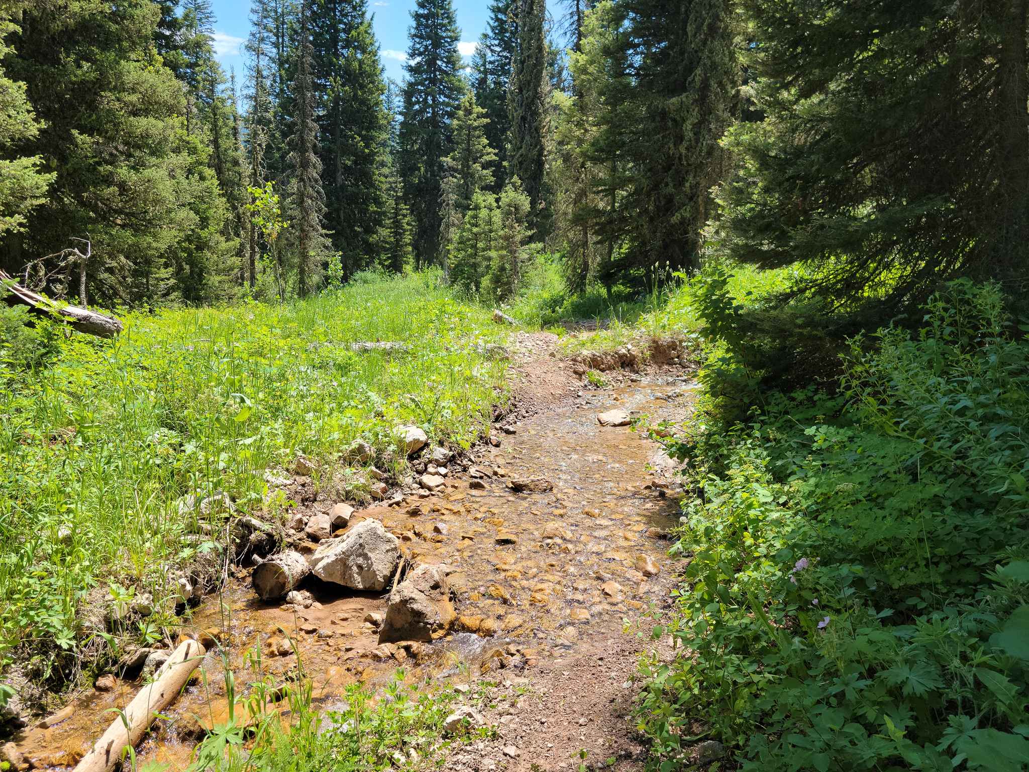 Mountain Single Track