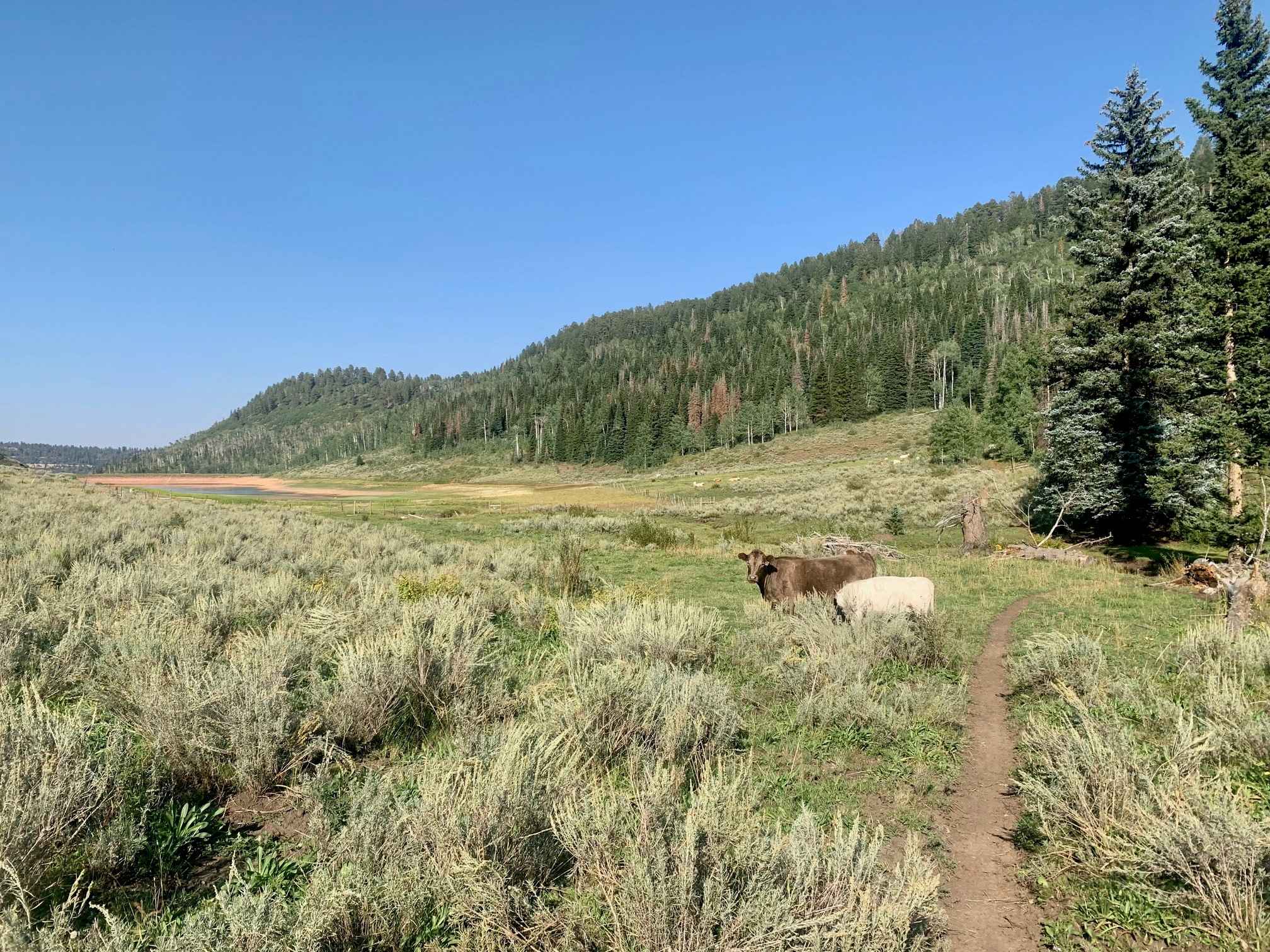 Big Creek Scout Trail