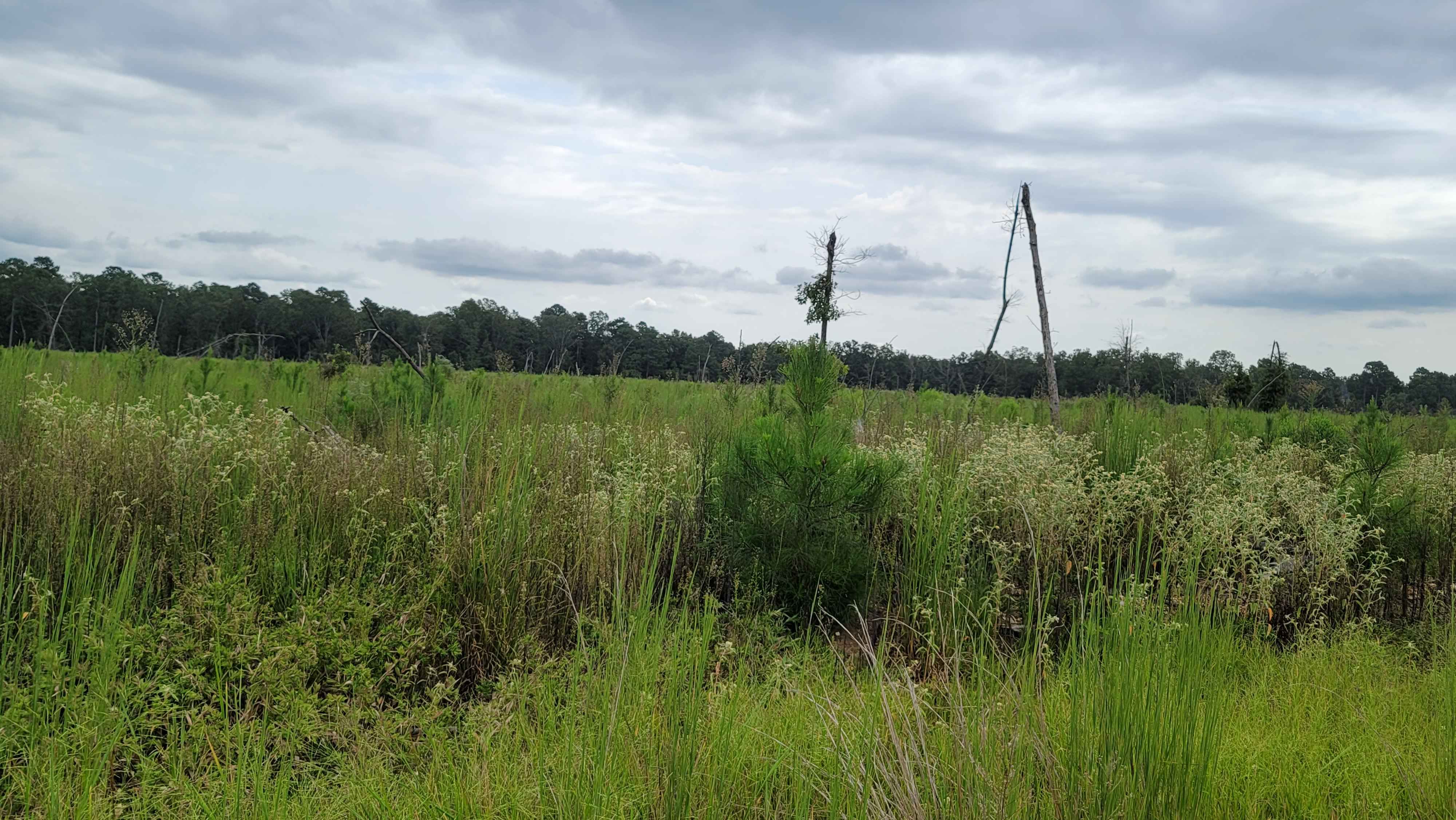 Bois D'Ark WMA from HWY 67