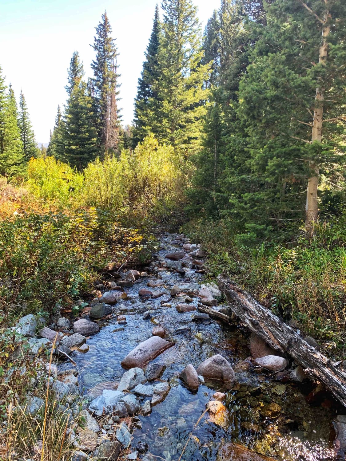 Boulder Creek Left Trail