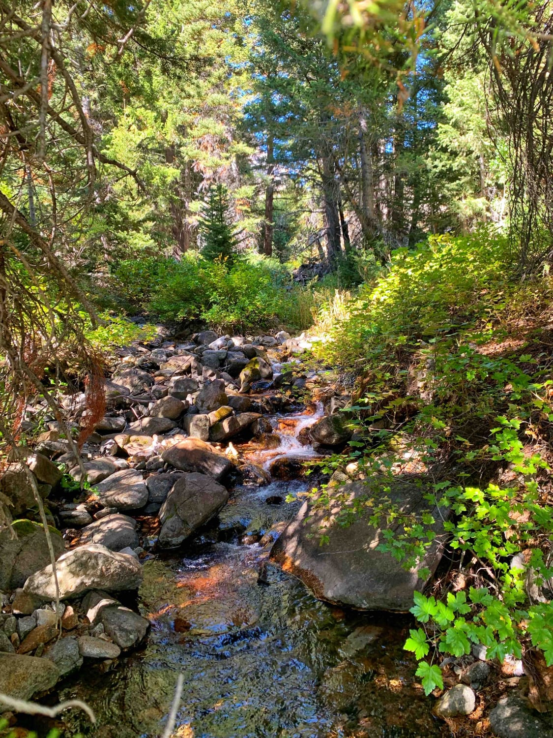 Boulder Creek Left Trail