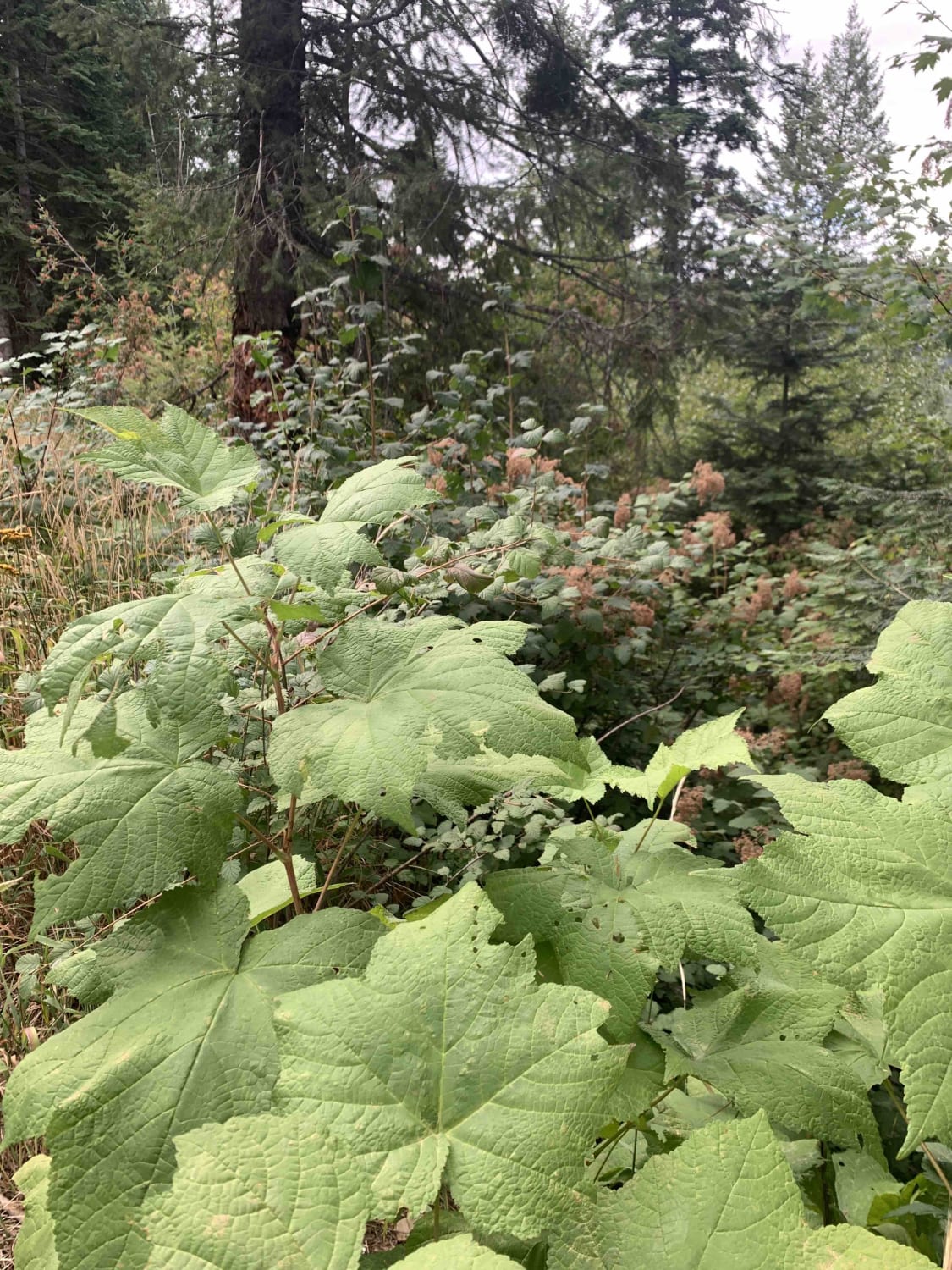 Horse Ridge Trail