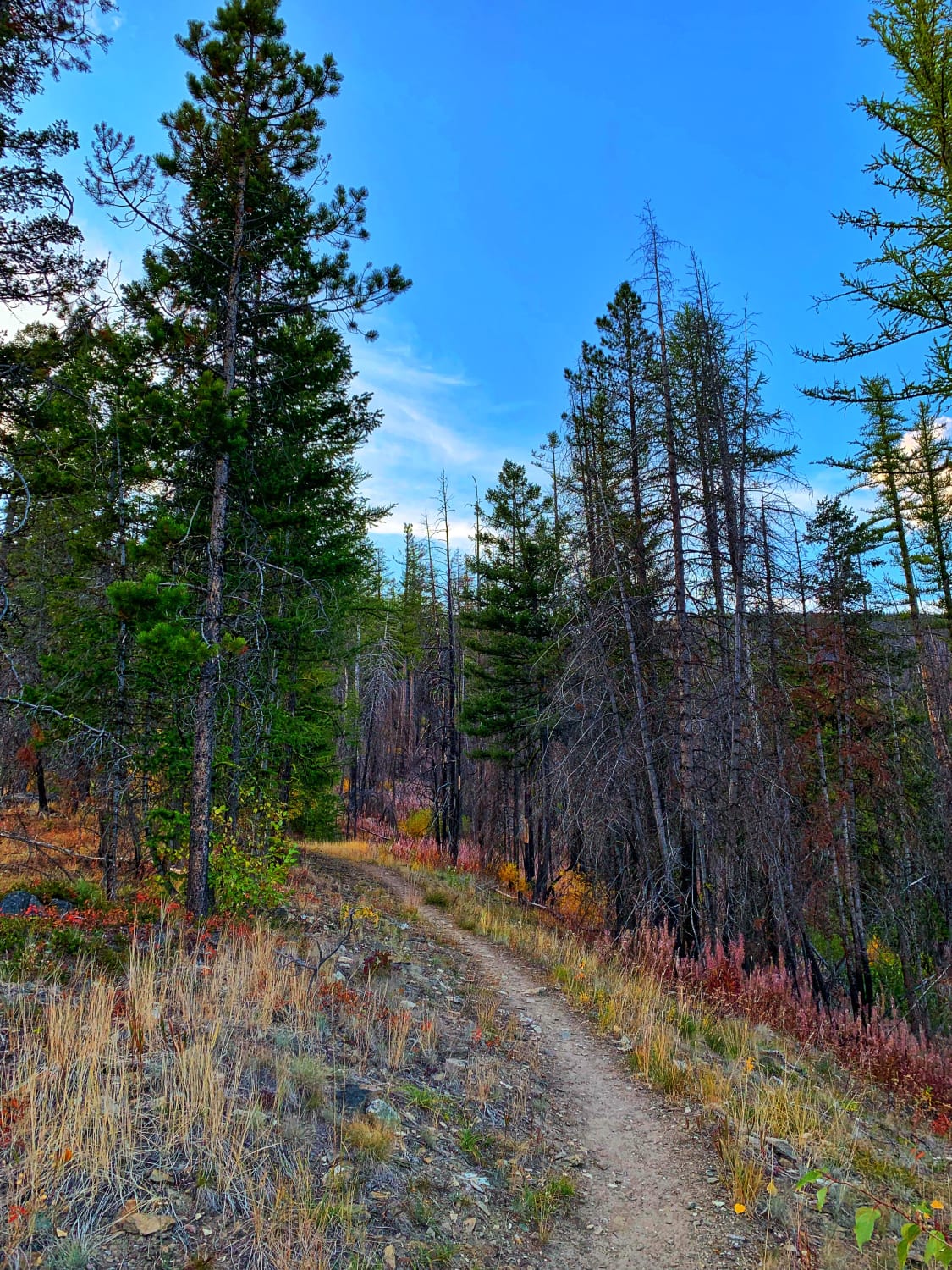 Sweeney Creek Trail