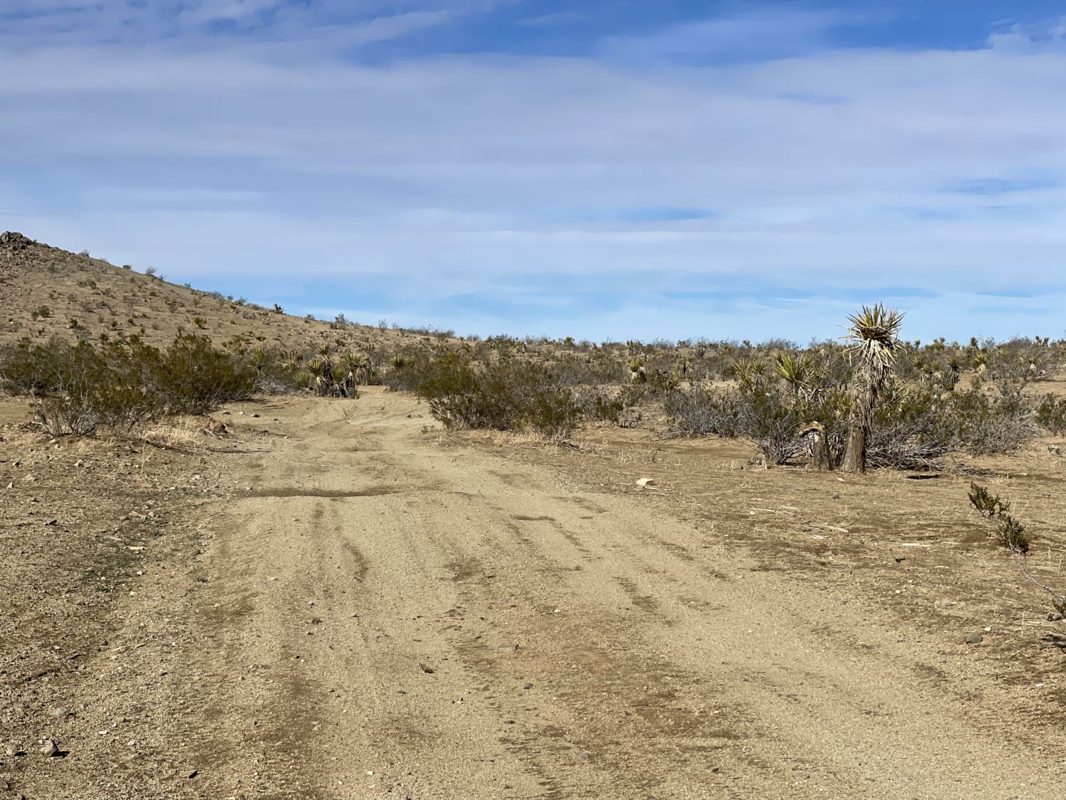 Oh Look, Joshua Trees