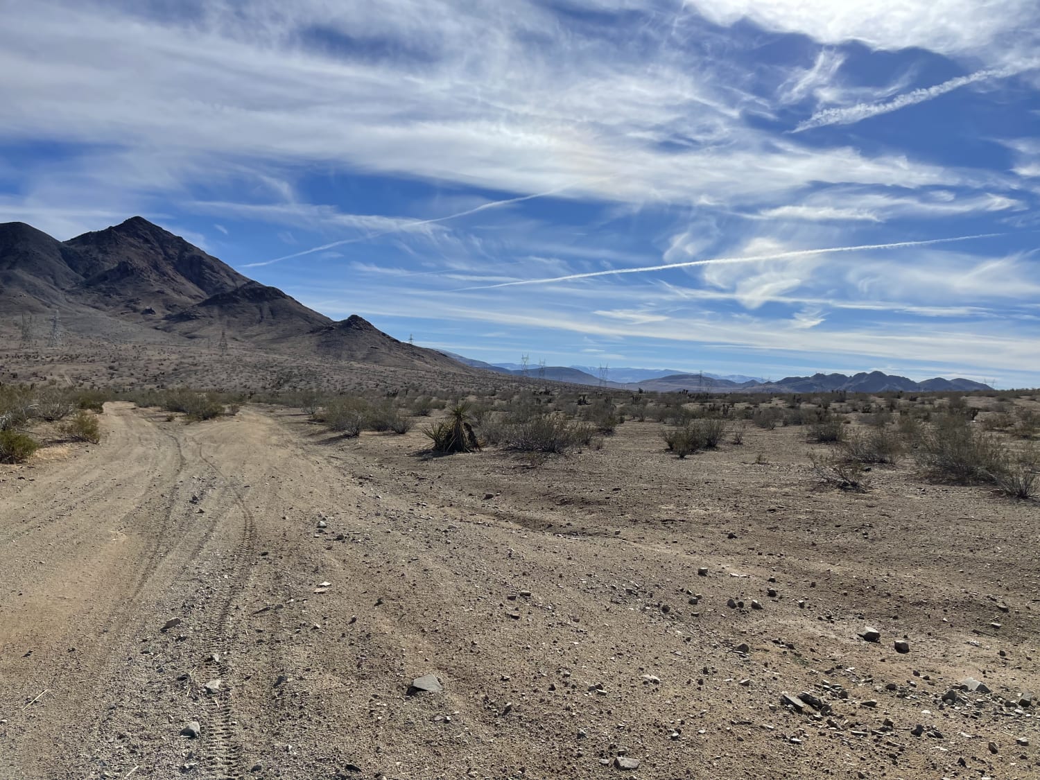 Oh Look, Joshua Trees