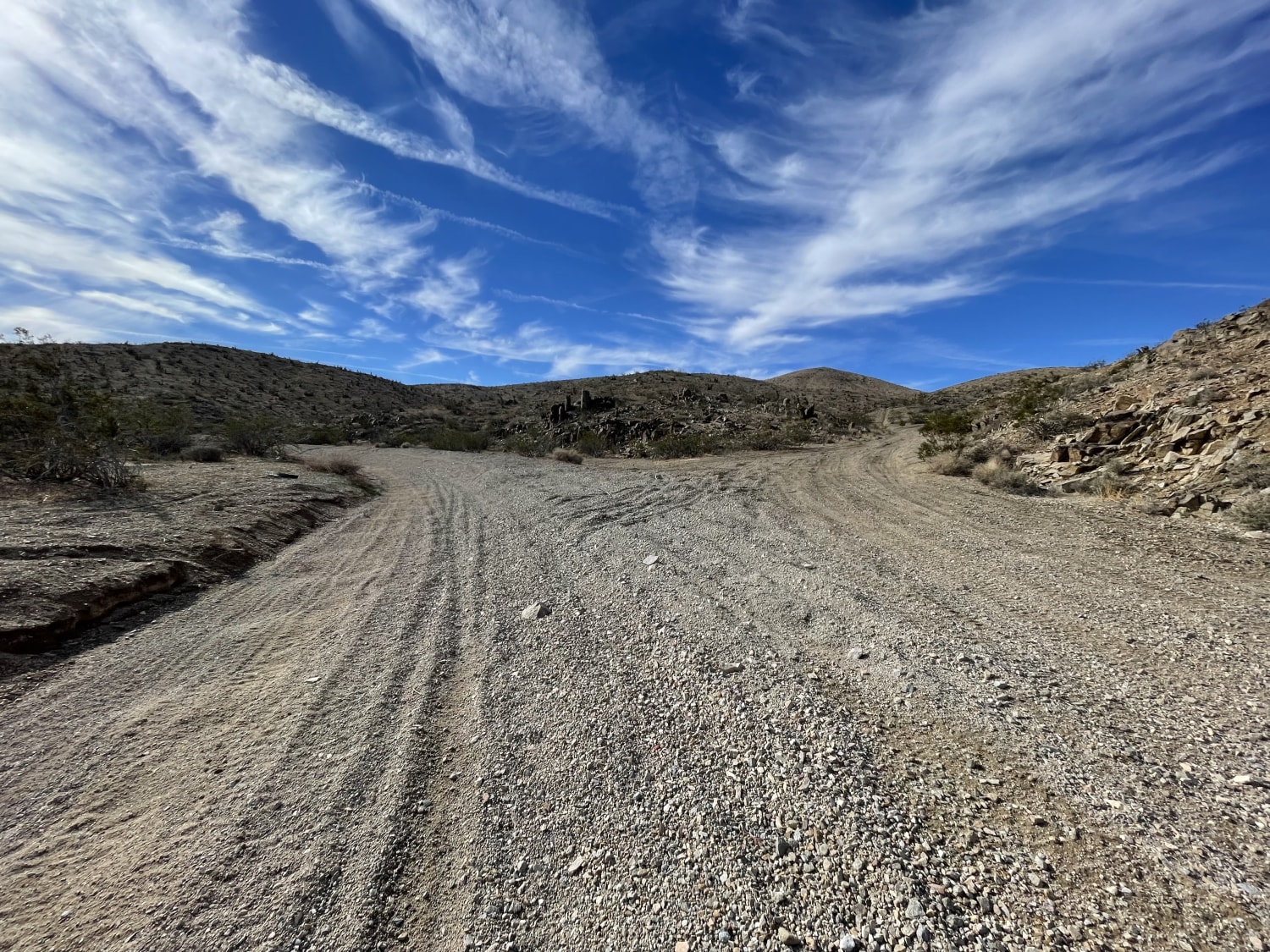 Oh Look, Joshua Trees