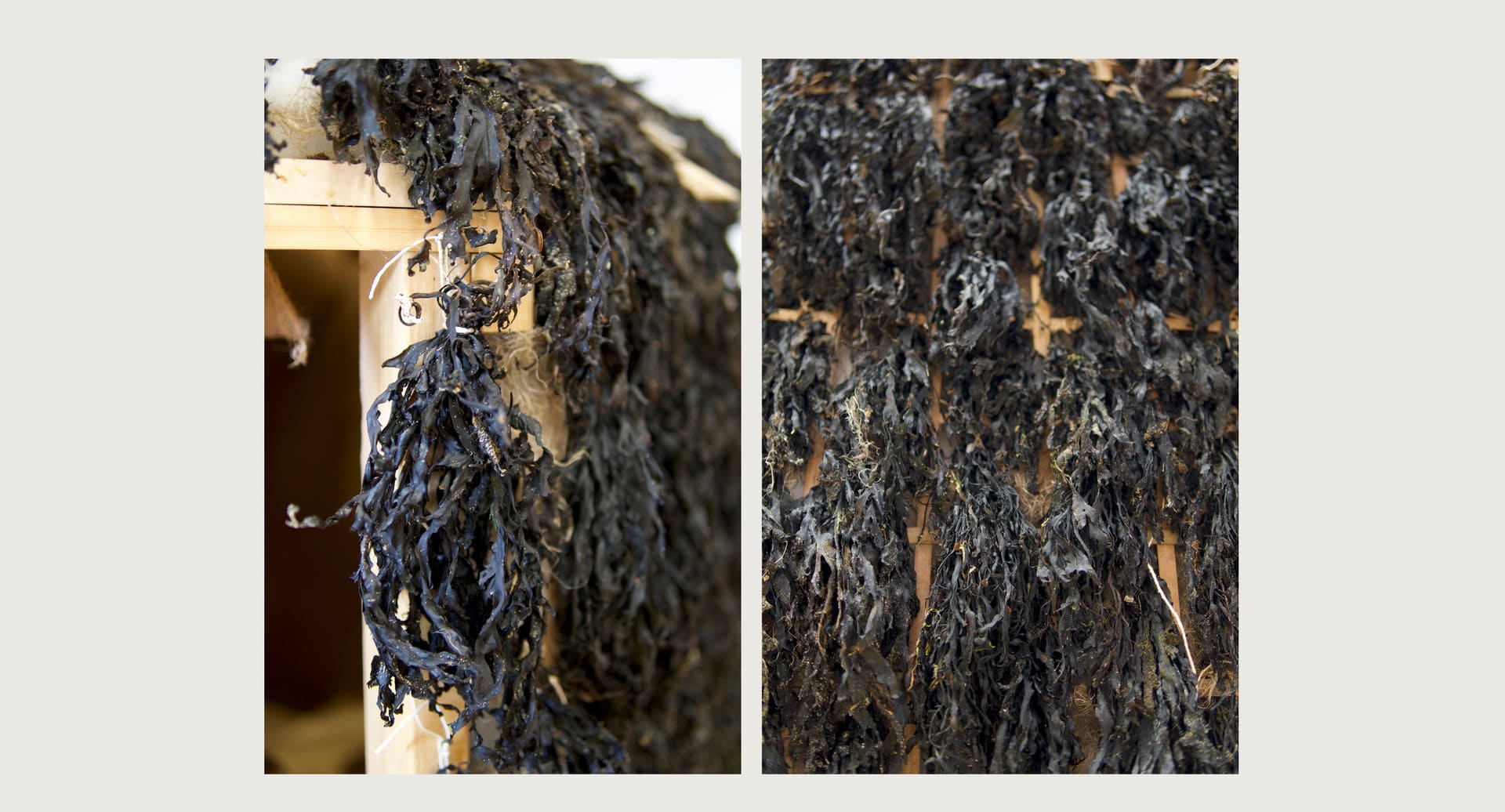 Close up photographs of seaweed hut