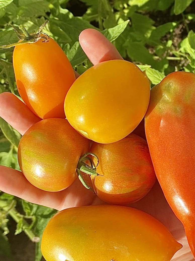 A hand held above a tomato plant filled with six bright orange tomatoes in different sizes and shades.