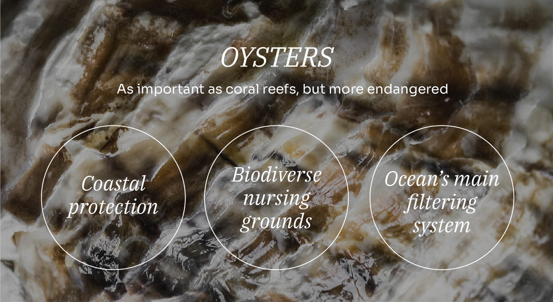 Oyster Reefs