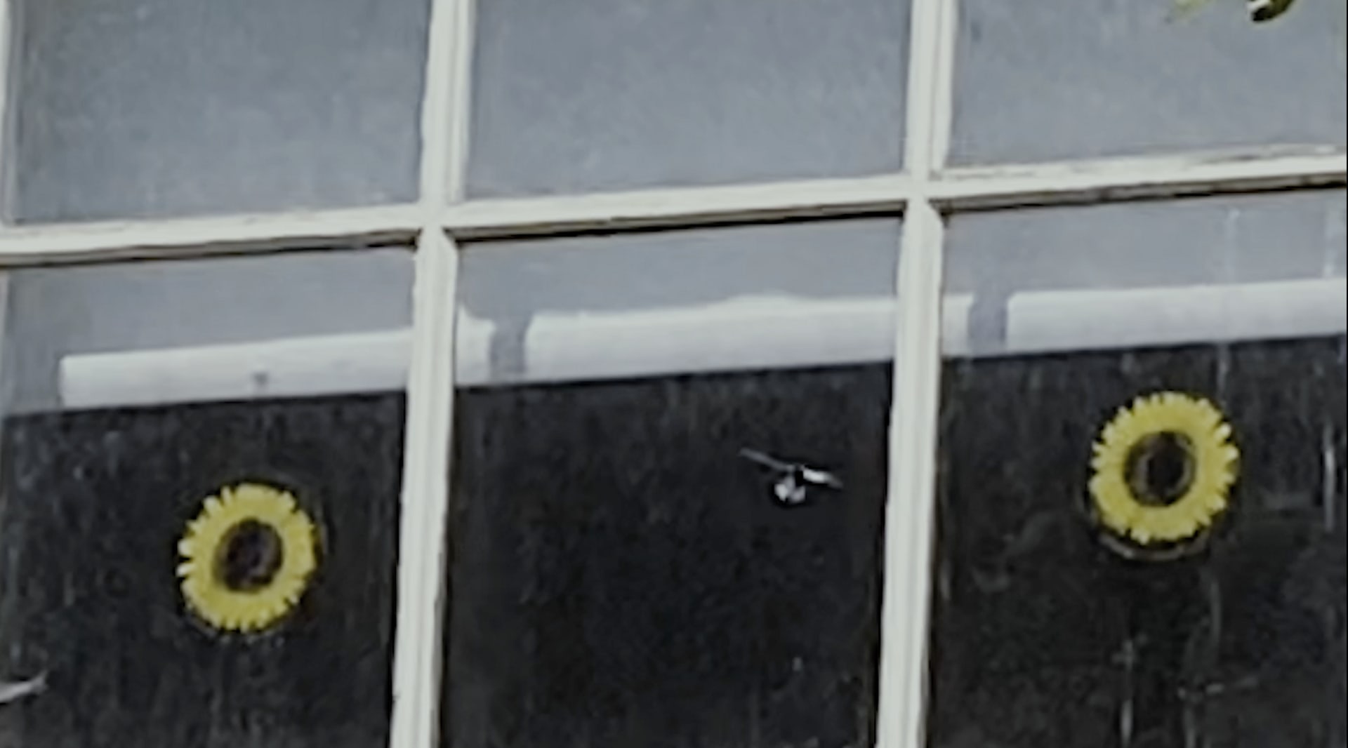 two sunflower stickers in a window