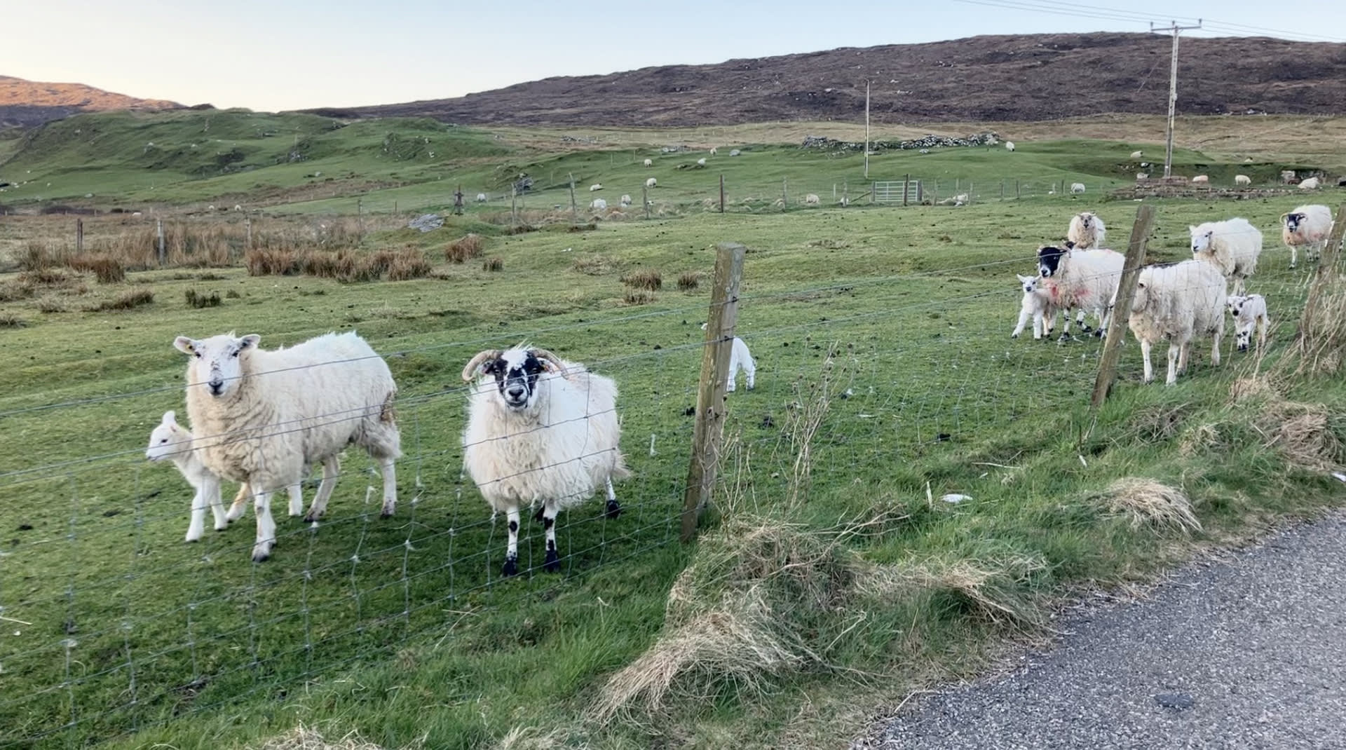 Sheep stand behind a fence in a green field. Red sun hits the hills in the distance.