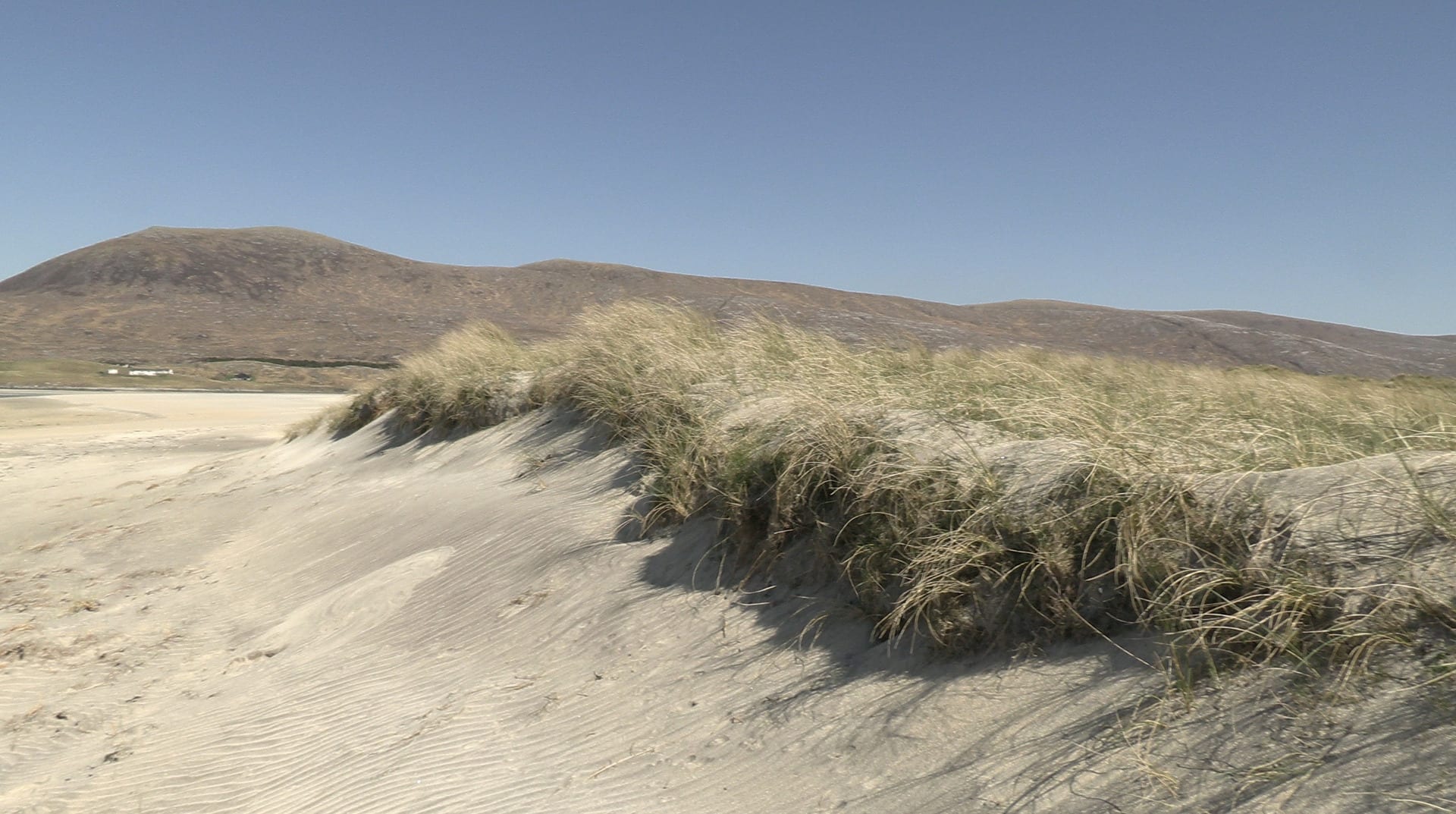 An image of golden-green dune grass cutting across a golden dune with a small reddish-brown mountain behind accompany a song.