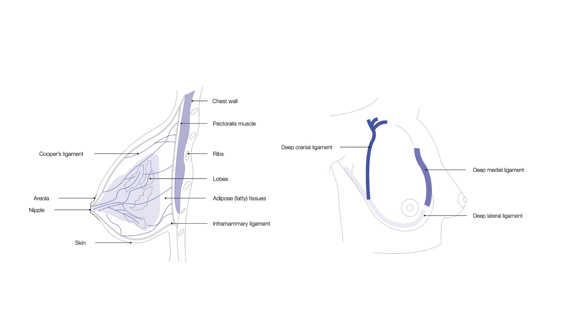 Natural anatomical support of breasts