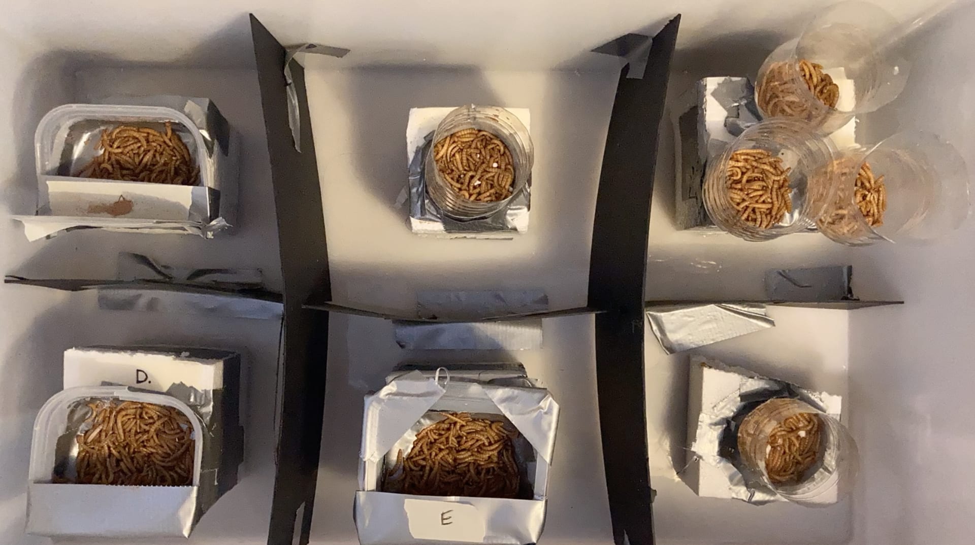 Mealworms