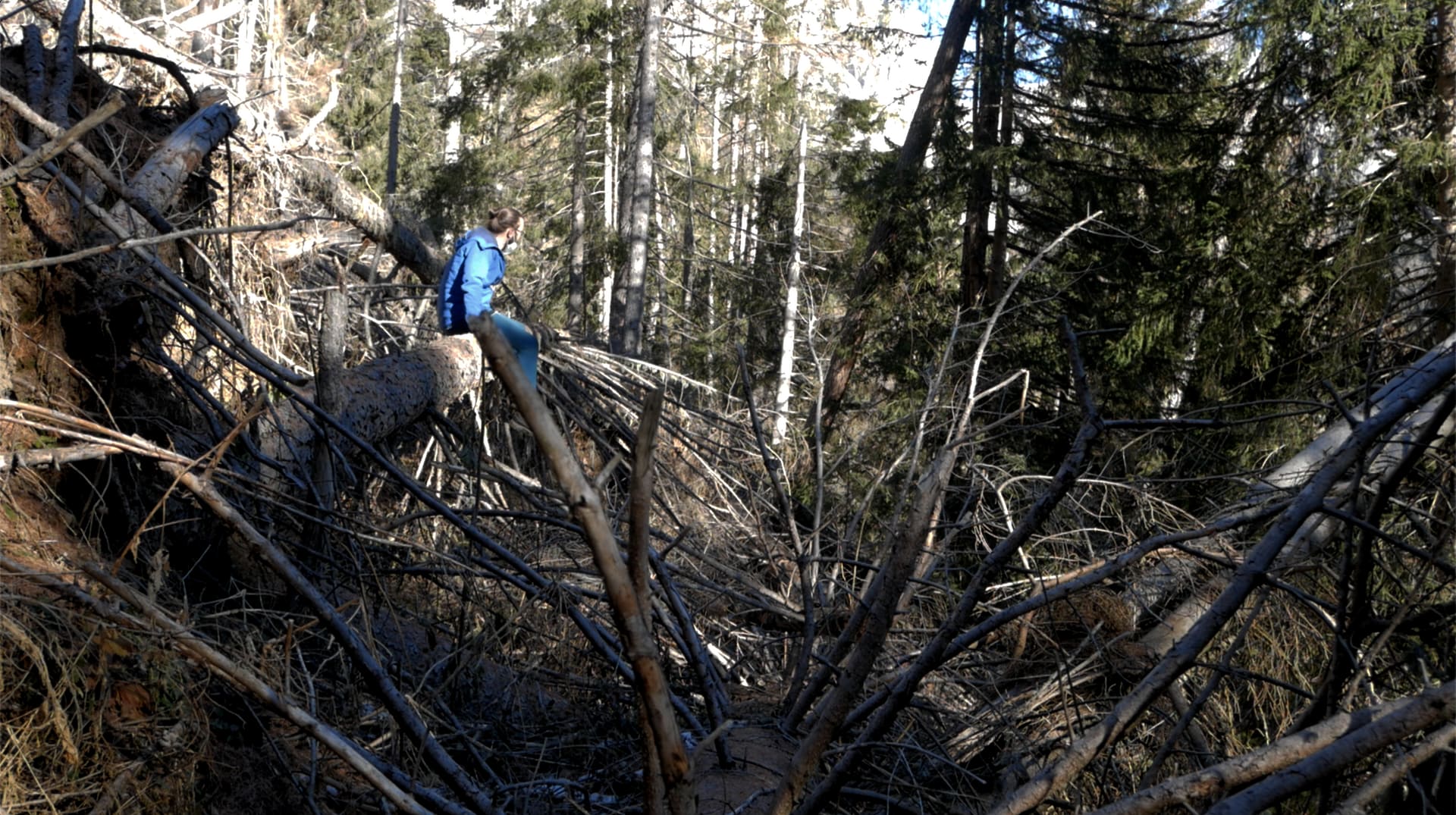 Exploring the felled forest 