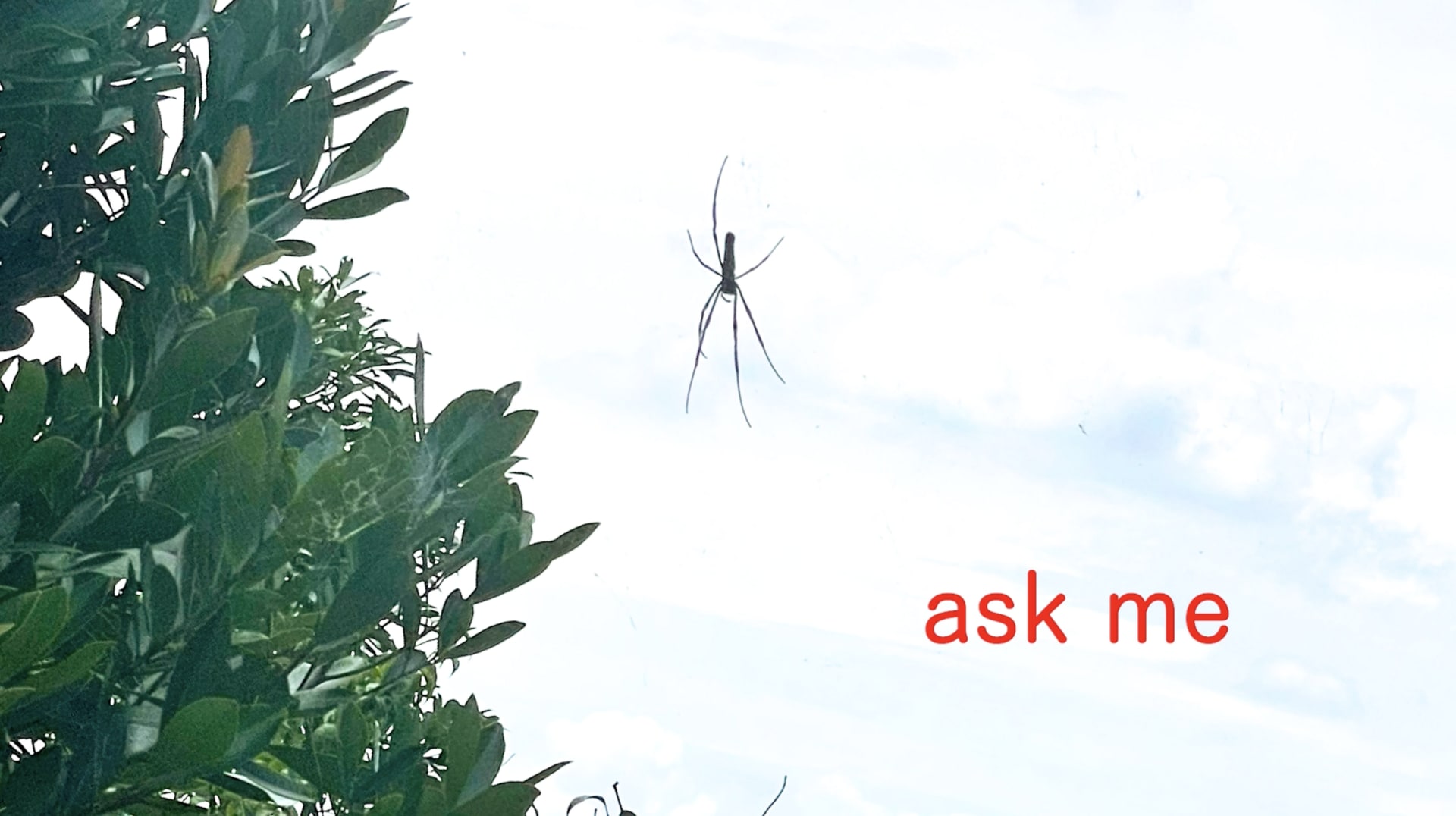 A large spider with thin legs dangling against a pale blue sky. The green leaves of a tree can be seen on the left.