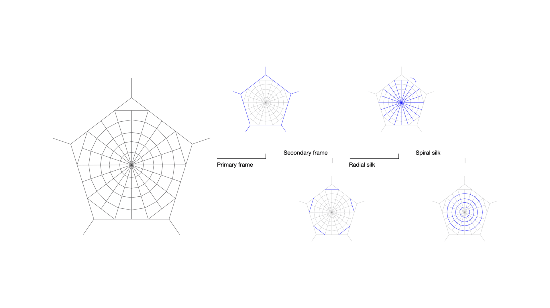 Standardised model of spider web