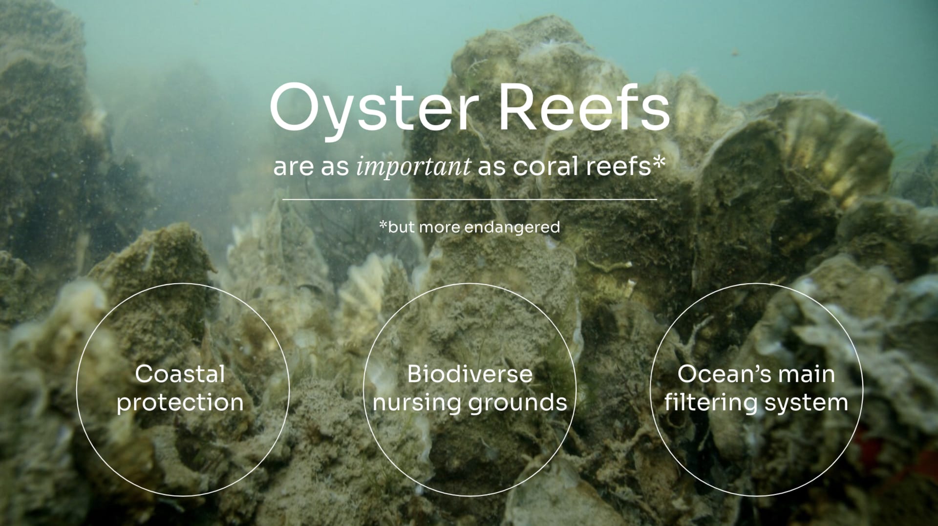 One of the world's most severely threatened marine habitats is native oyster reefs with 85% of them being lost due to human activities. 
There are multiple benefits in restoring these reefs including 