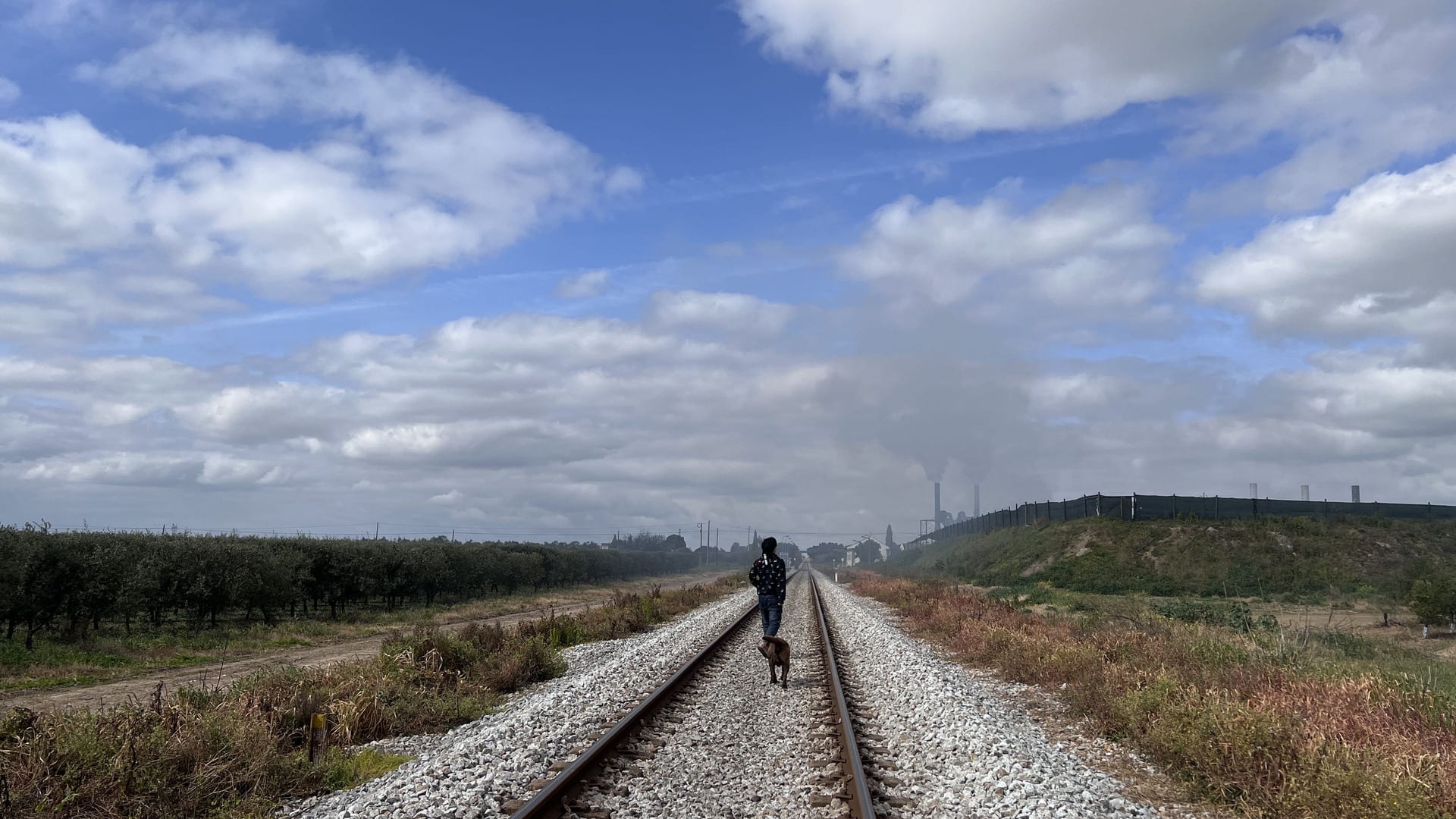 I (and a dog) walk along a railway immersing myself into an olive field full of industrial emissions. 