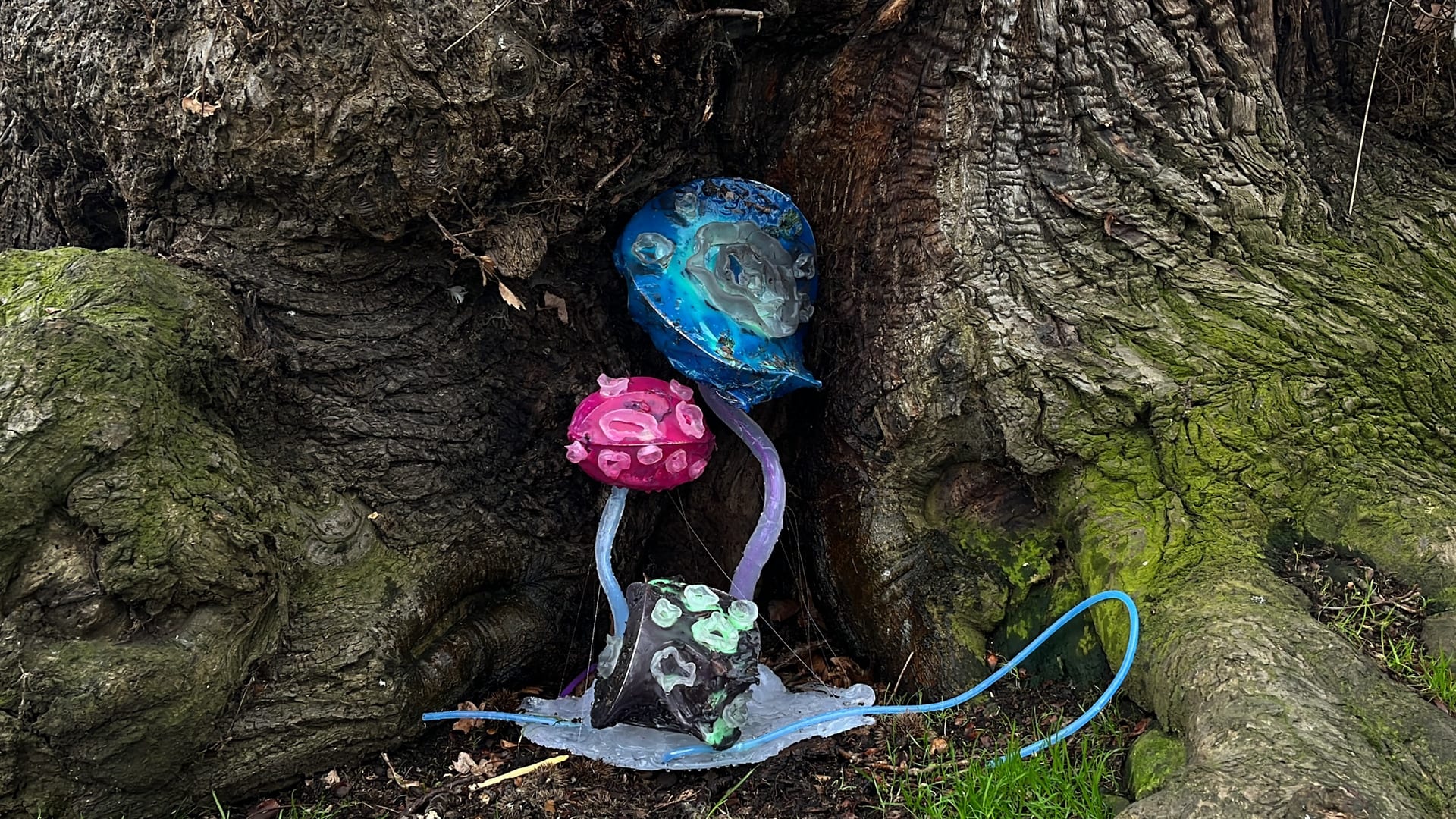 A variety of brightly colored plants with large stomata growing under the tree