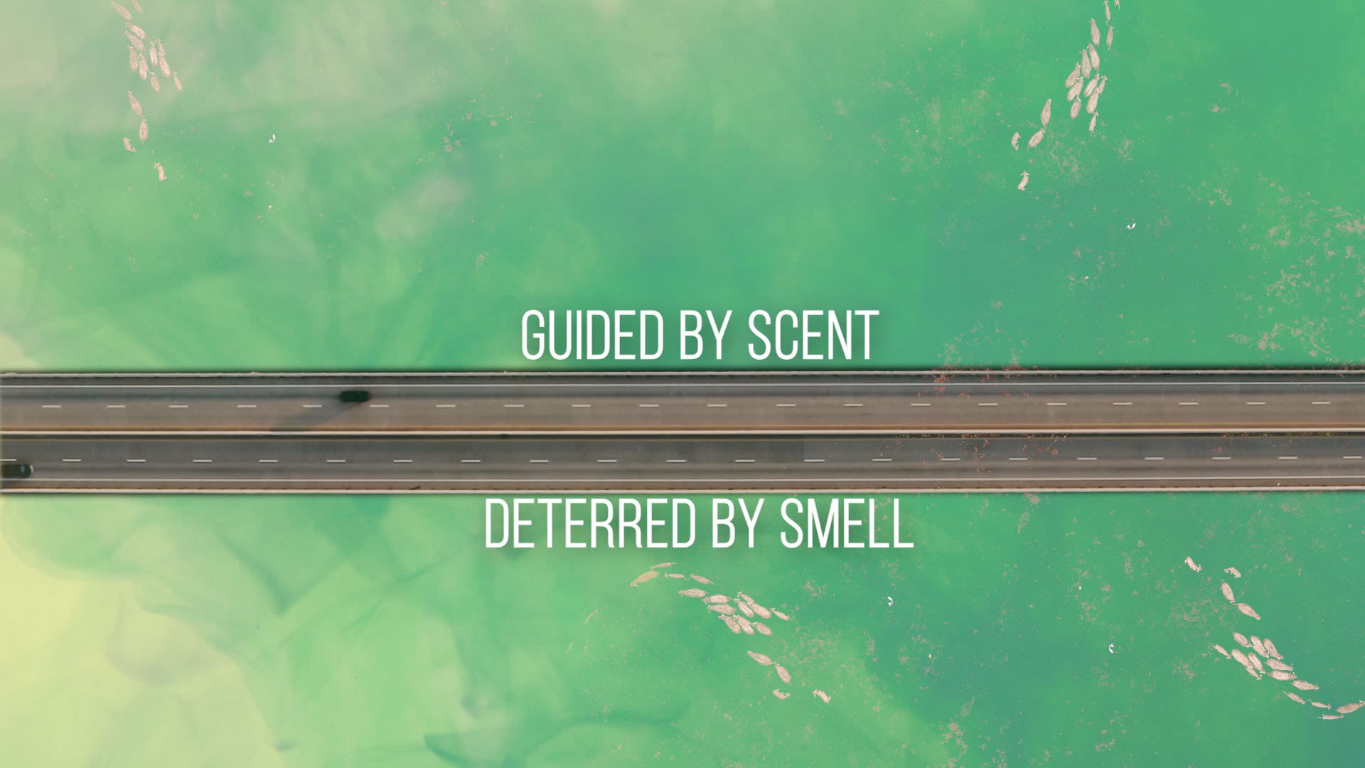 Guided by scent, deterred by smell