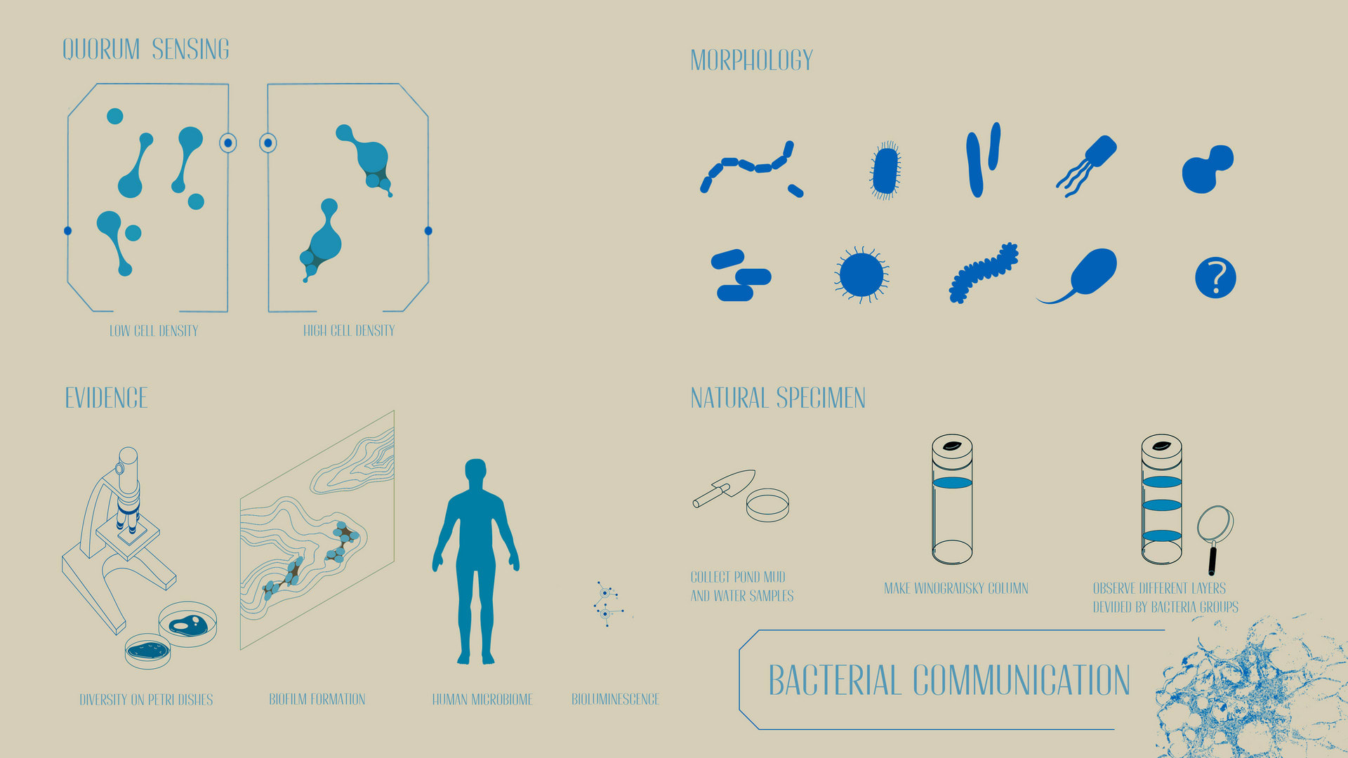 Morphologies and Evidences of Bacterial Communication