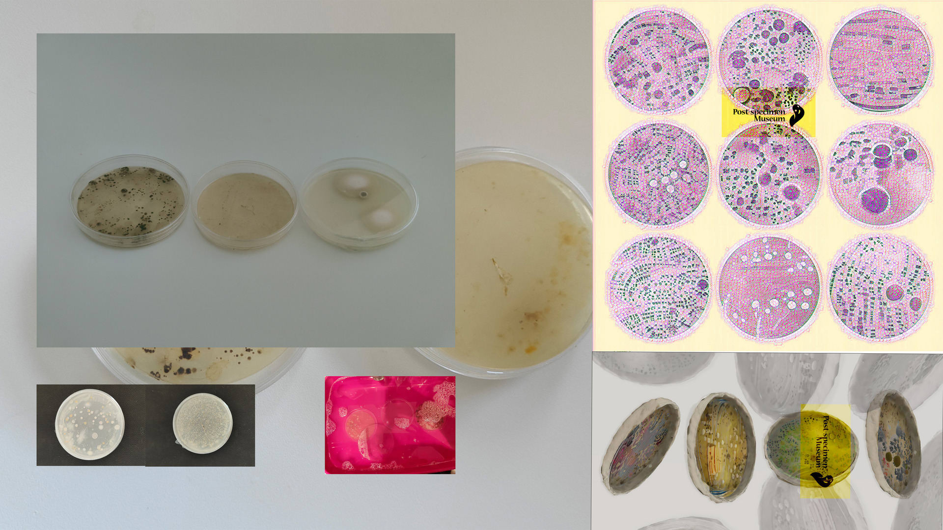 Diversity of Unseen Communication; Quorum Sensing in Petri Dish