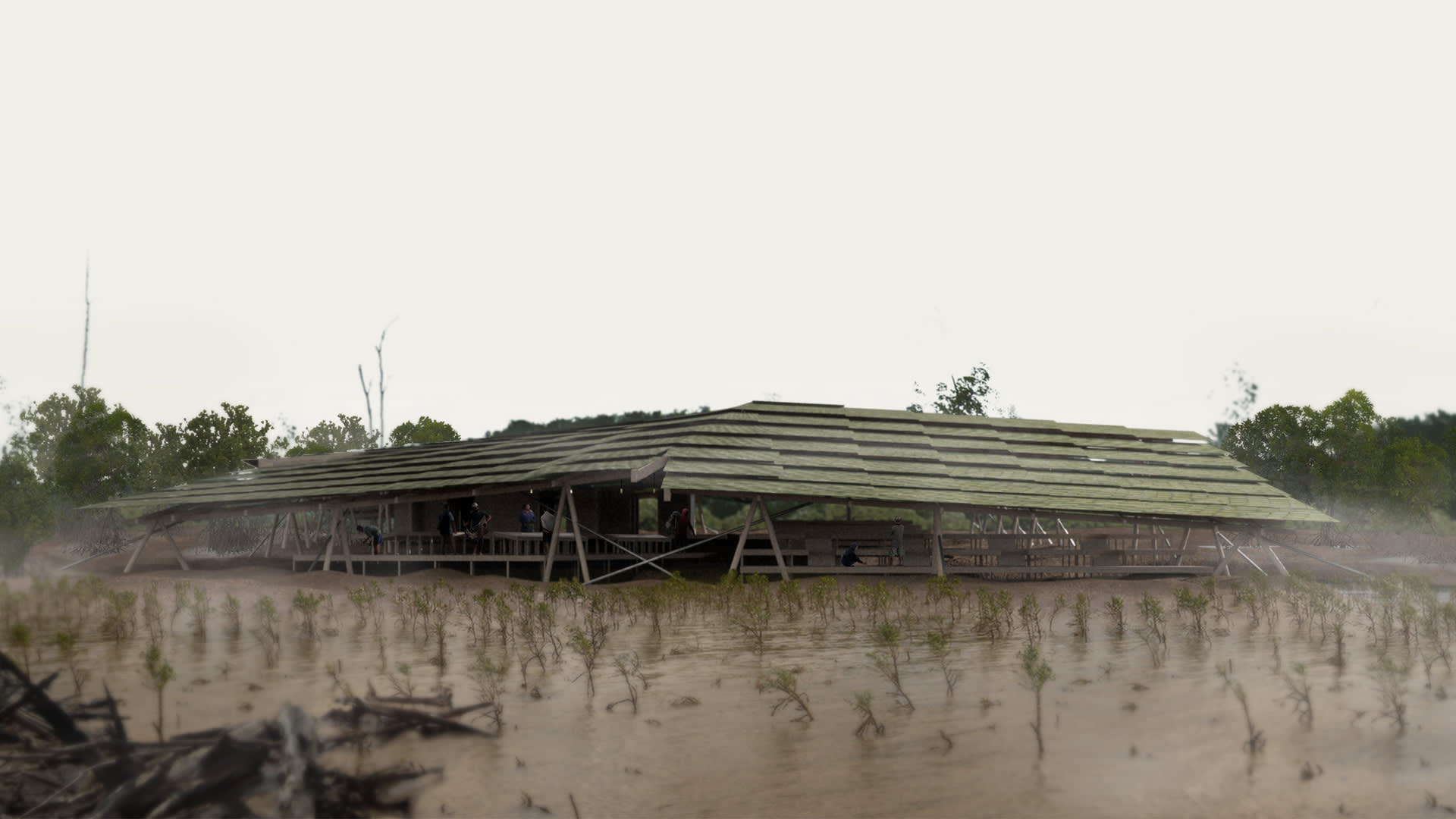 Building in a Mangrove