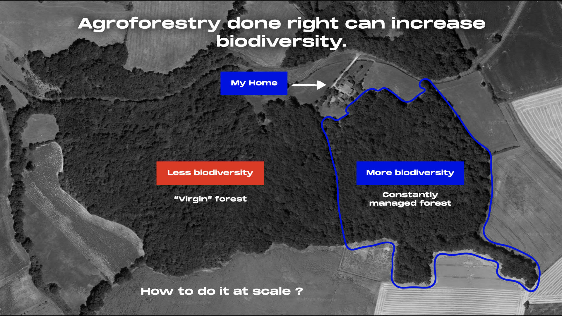 Forest could be the best carbon technology on earth , media item 1