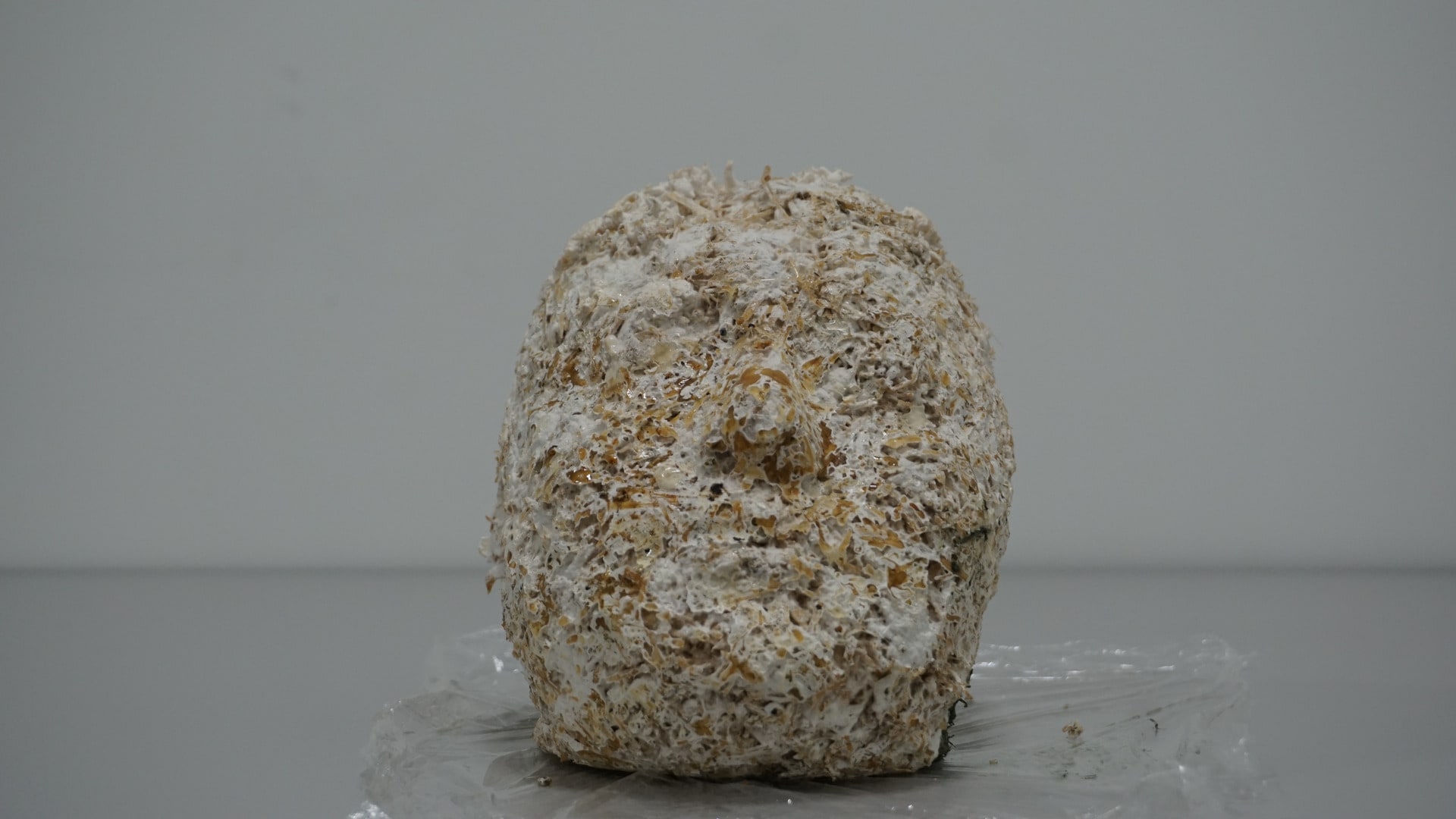 mycelium head facing forward.