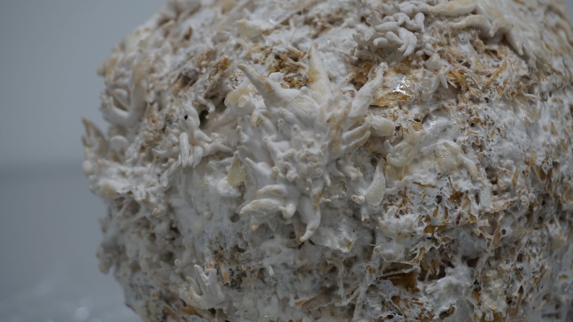 Close up of mushroom fruiting from the back of the head 