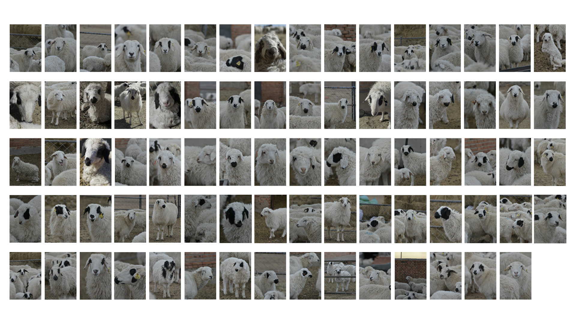 Seventy nine portraits of sheep.