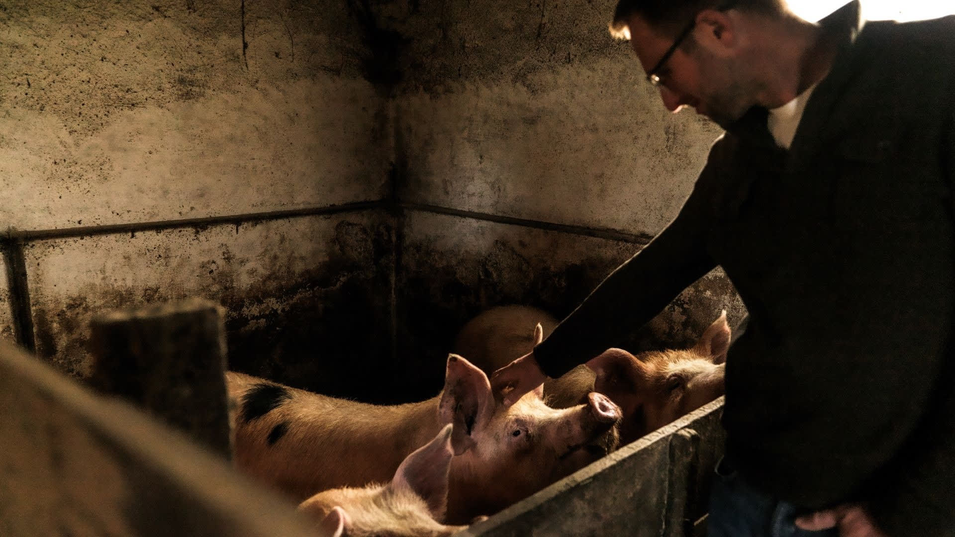 Croatian farmer pets his pigs