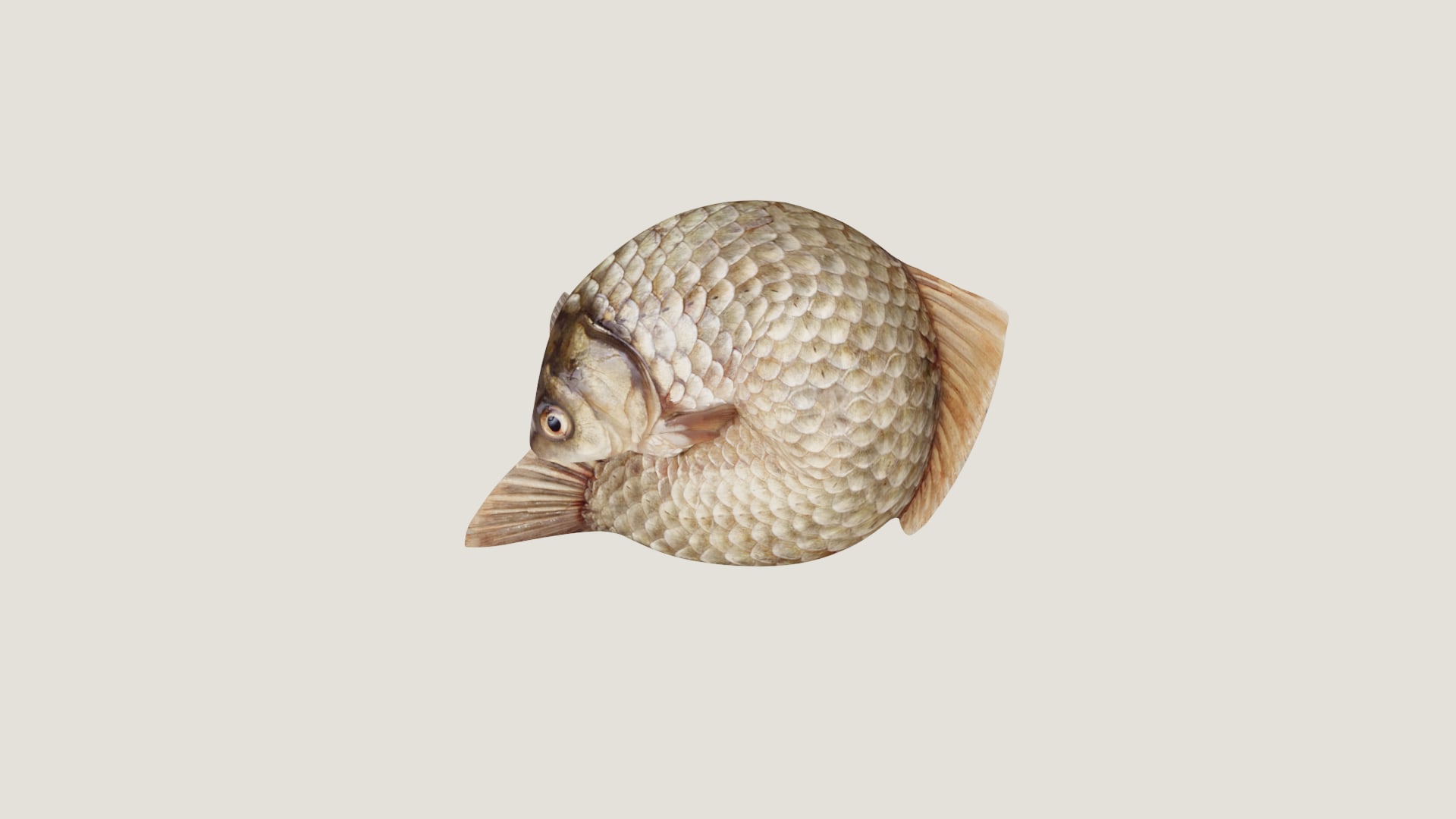 a fish